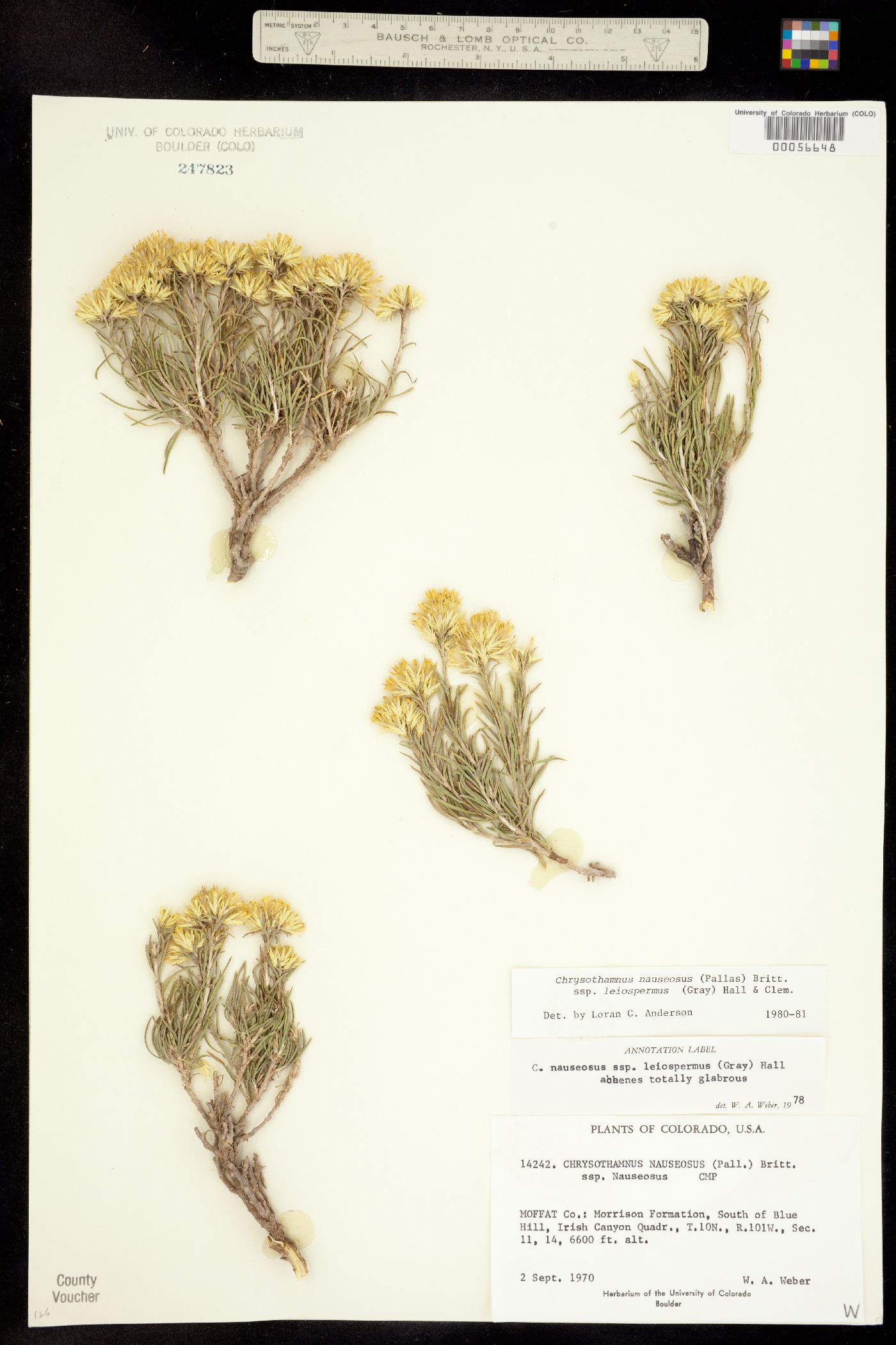 Chrysothamnus nauseosus ssp. leiospermus image