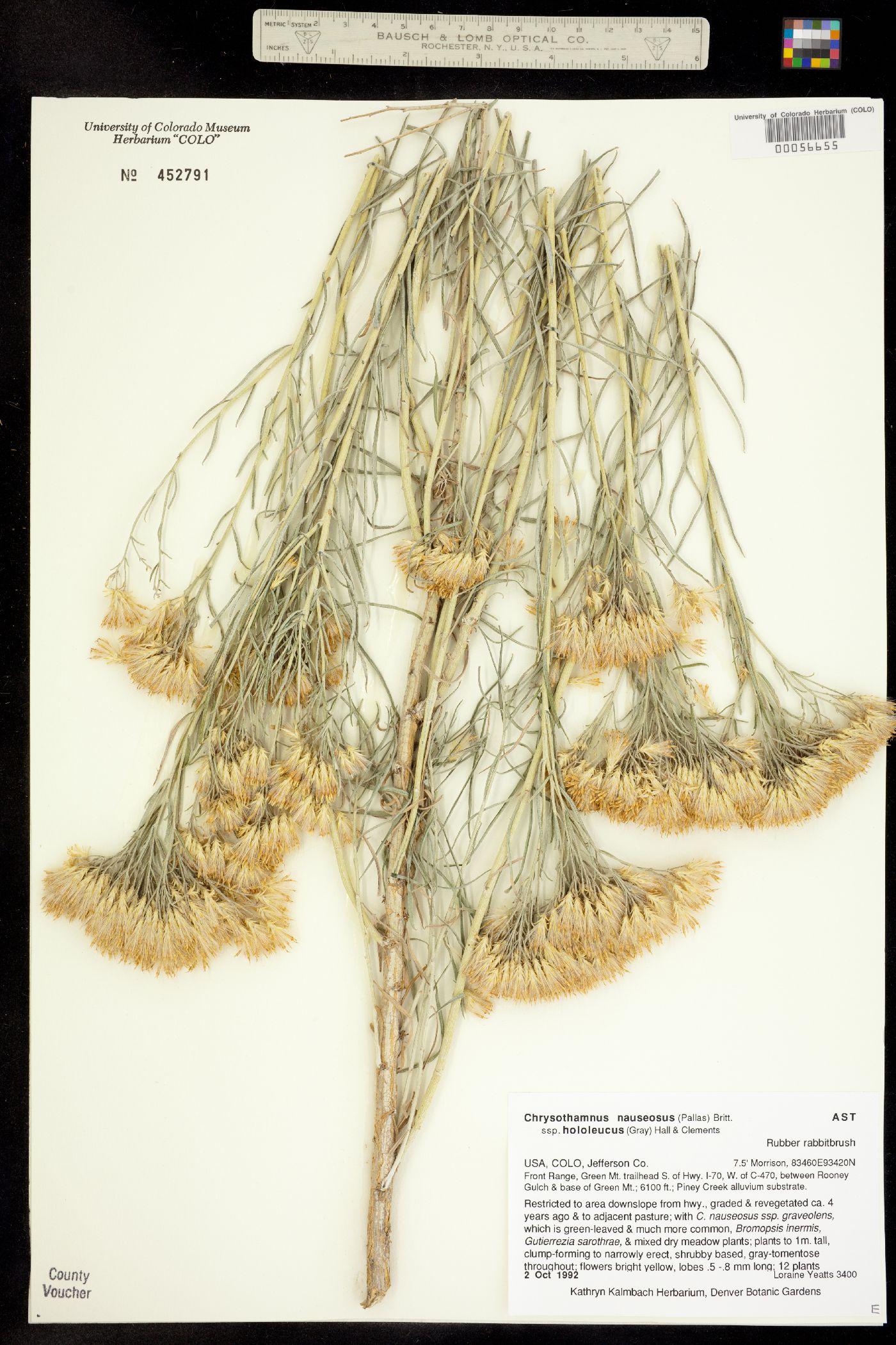 Chrysothamnus nauseosus ssp. hololeucus image