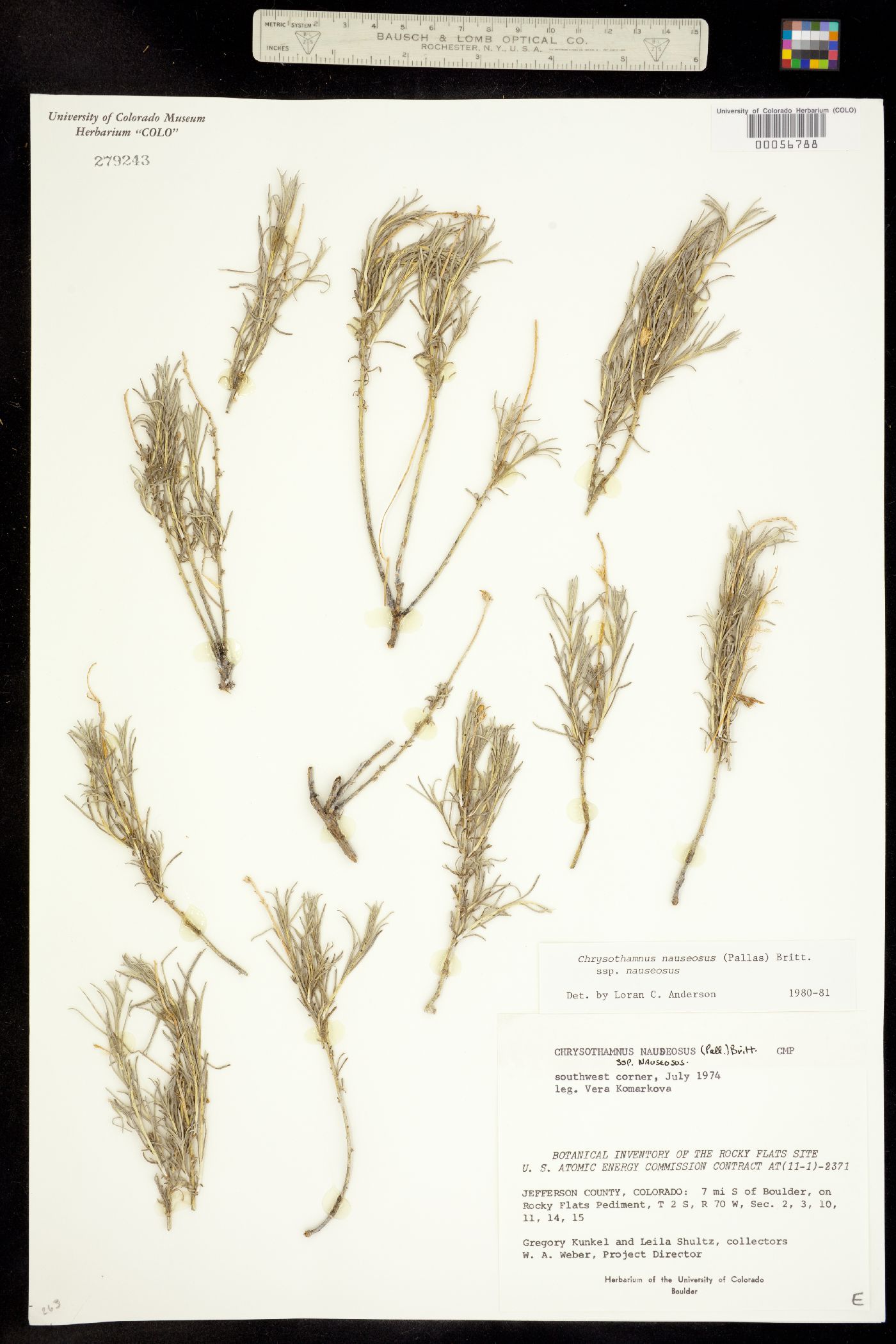 Chrysothamnus nauseosus ssp. nauseosus image