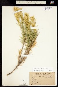 Chrysothamnus parryi ssp. parryi image