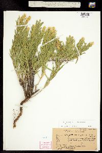 Chrysothamnus parryi ssp. parryi image