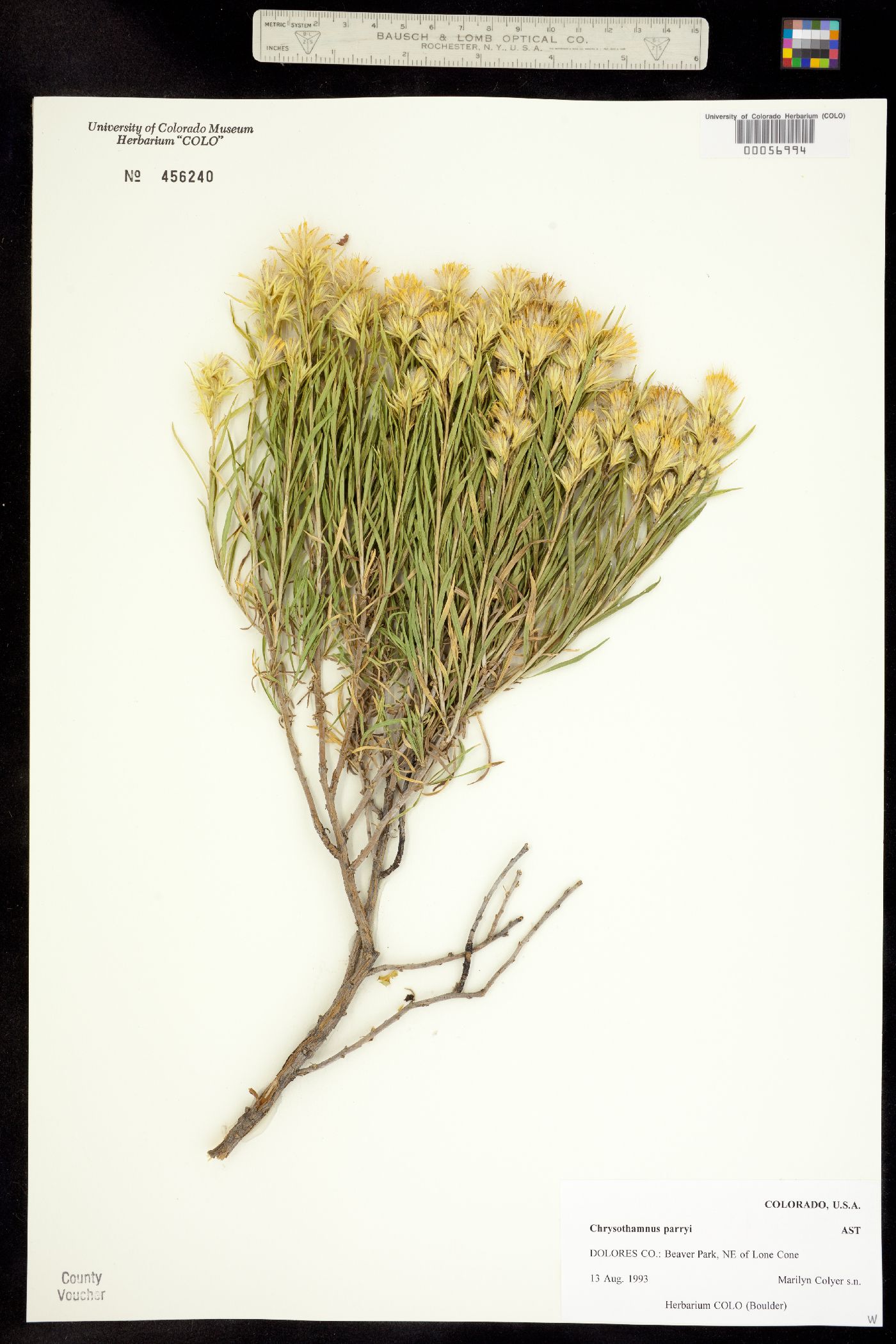 Chrysothamnus parryi image