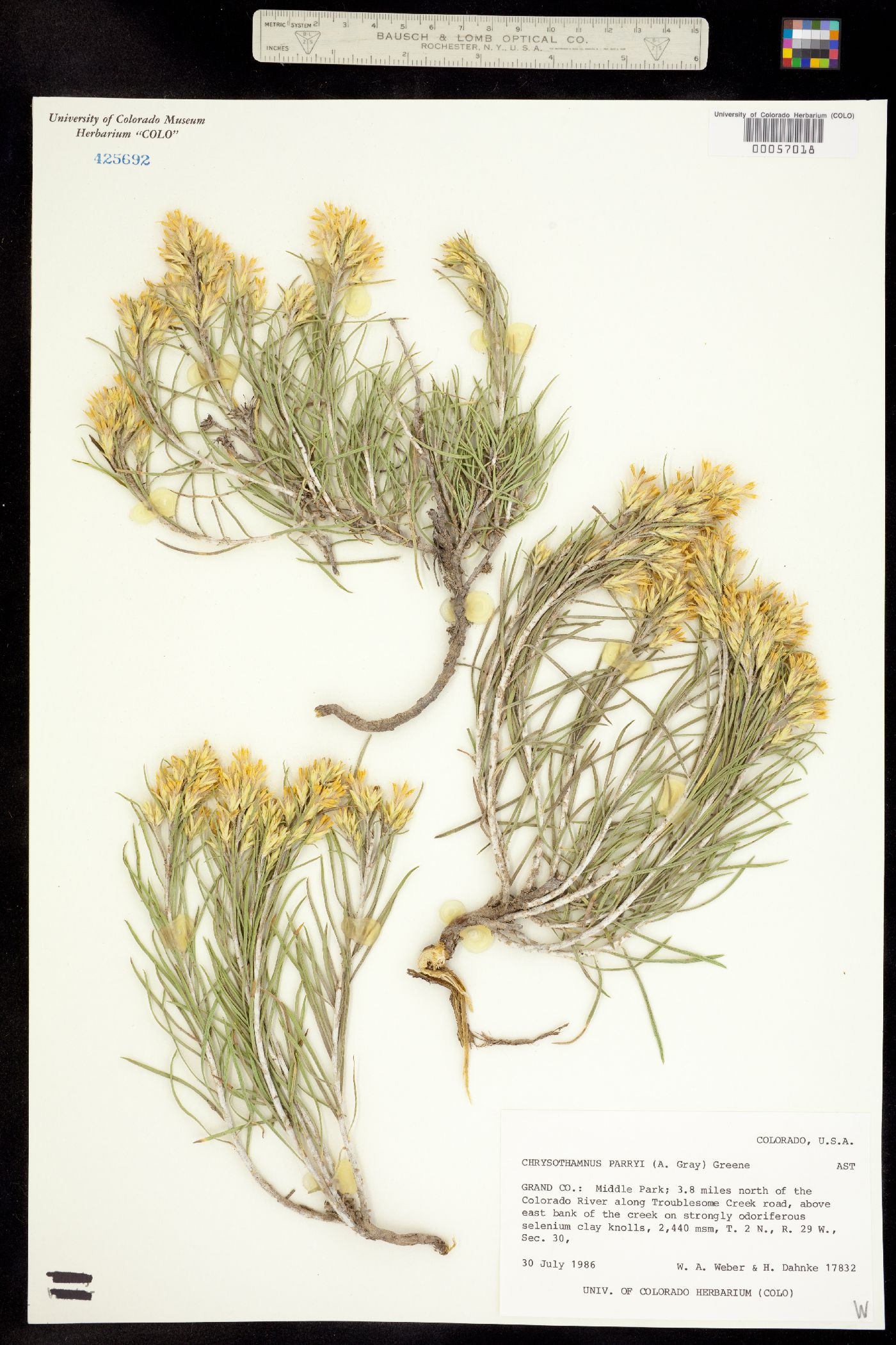 Chrysothamnus parryi image