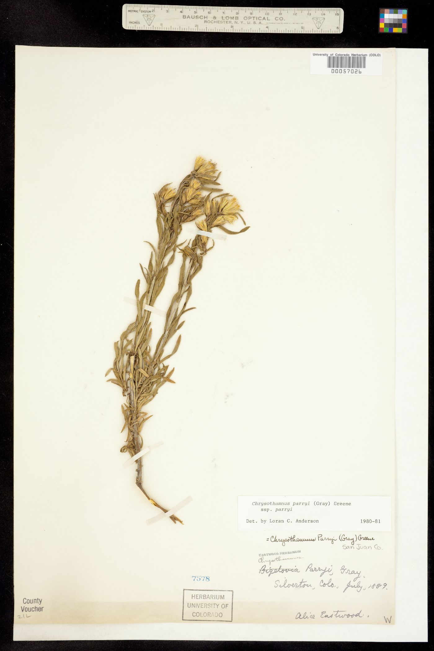Chrysothamnus parryi ssp. parryi image