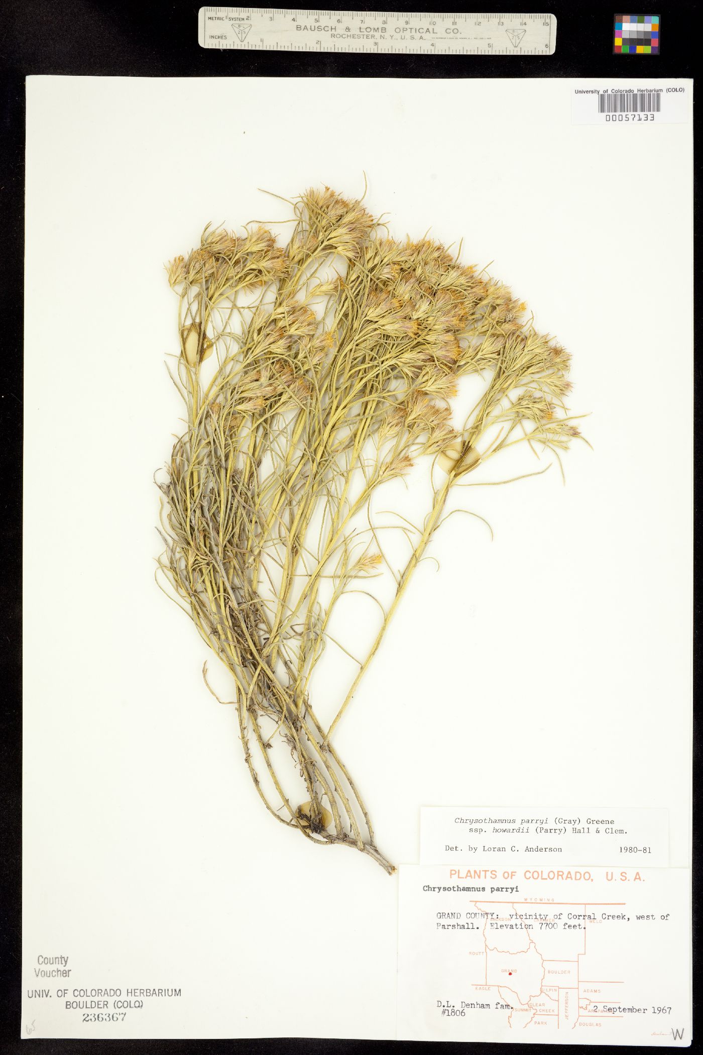Chrysothamnus parryi ssp. howardii image