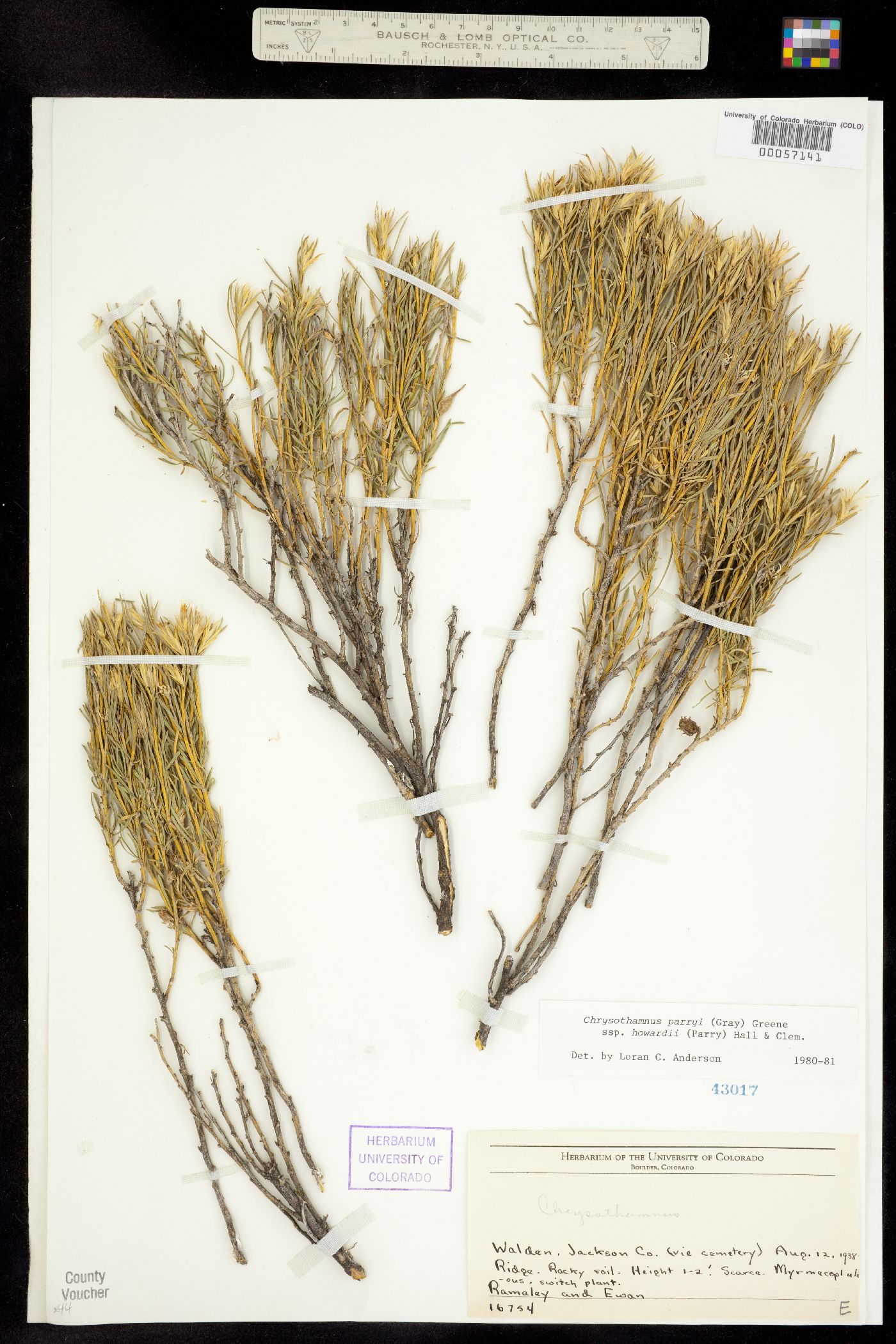 Chrysothamnus parryi ssp. howardii image