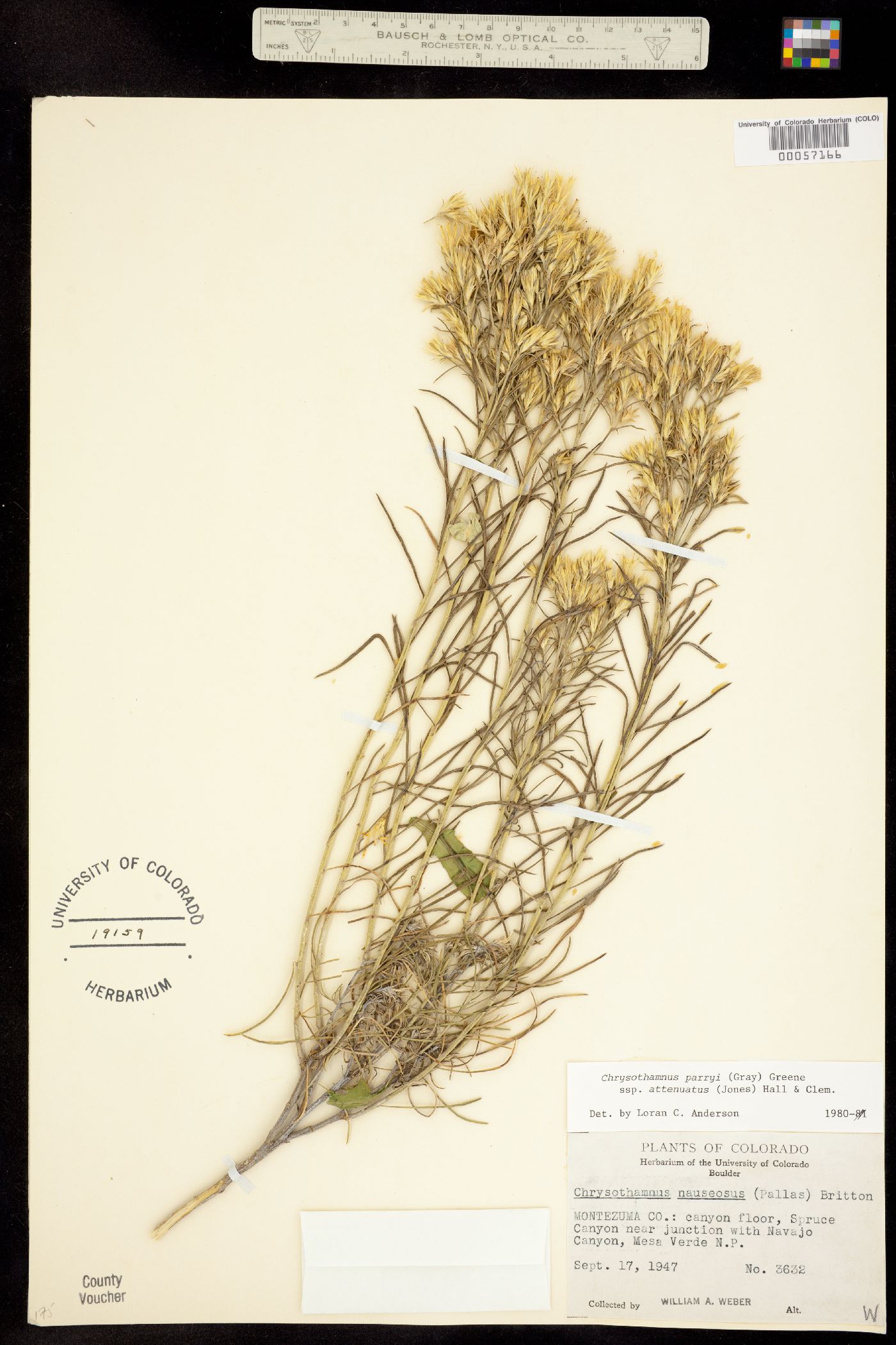 Chrysothamnus parryi ssp. attenuatus image