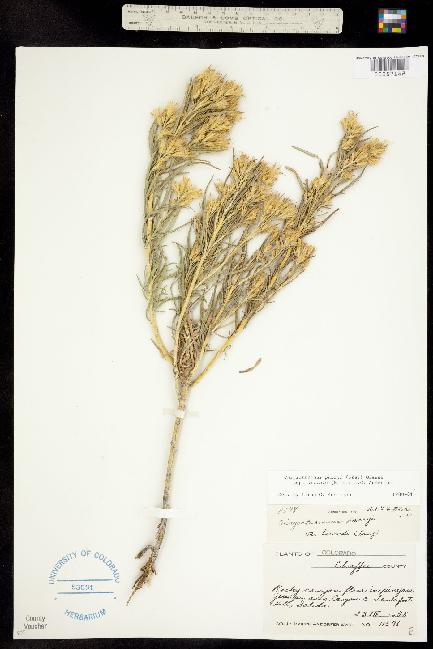 Chrysothamnus parryi ssp. affinis image