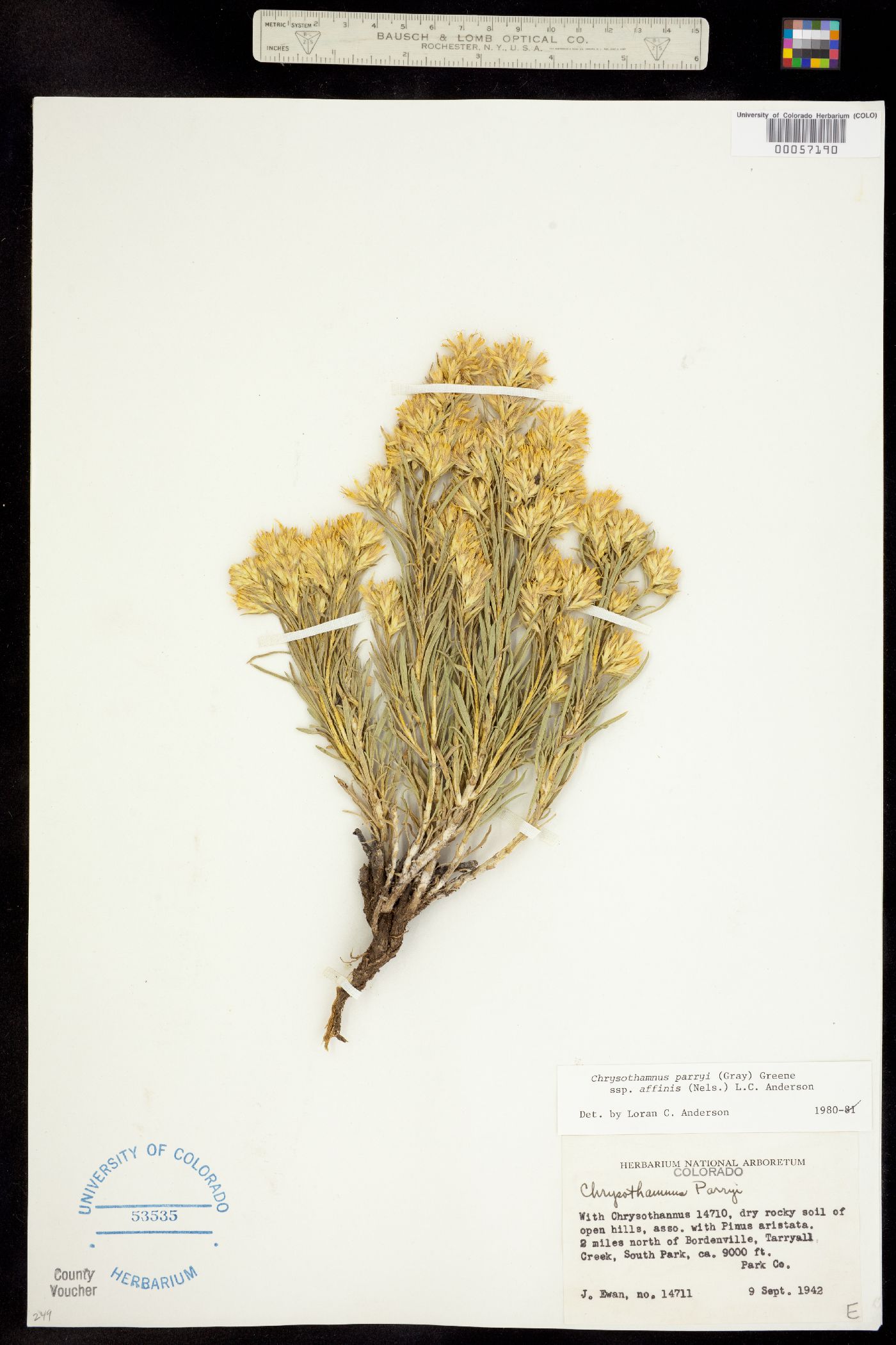 Chrysothamnus parryi ssp. affinis image