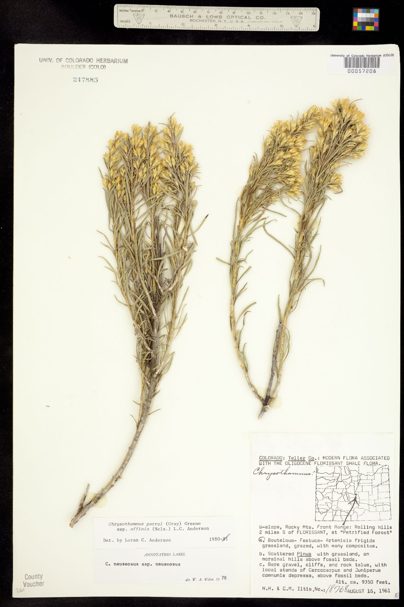 Chrysothamnus parryi ssp. affinis image
