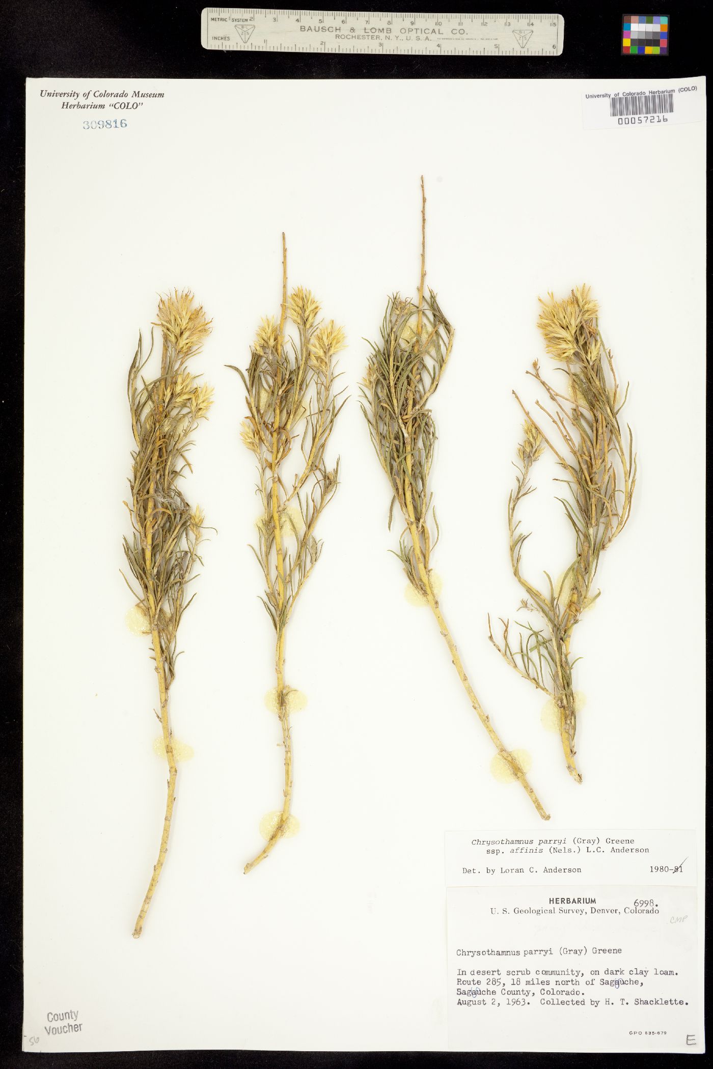 Chrysothamnus parryi ssp. affinis image