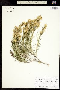 Chrysothamnus parryi ssp. affinis image