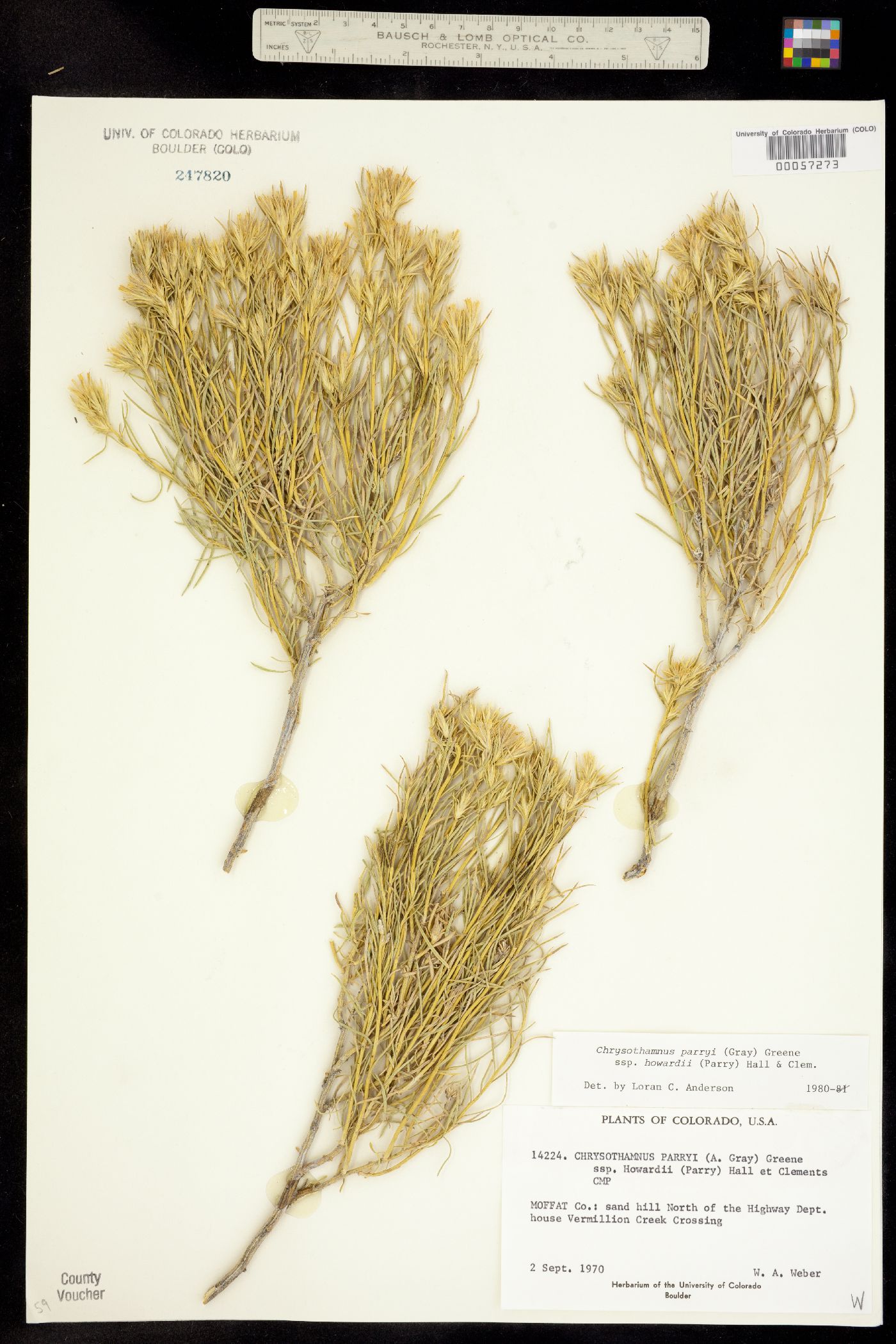 Chrysothamnus parryi ssp. howardii image