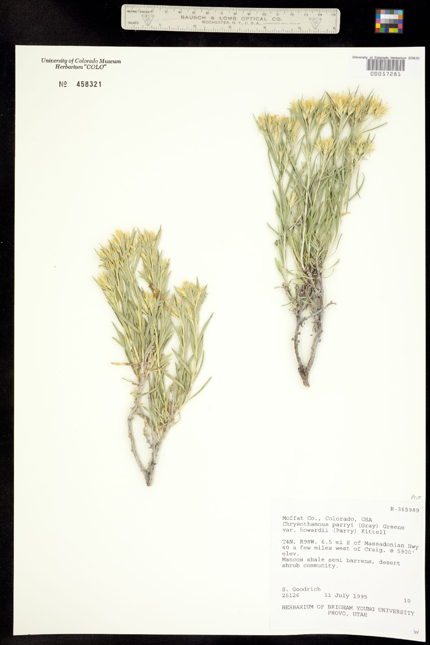 Chrysothamnus parryi ssp. howardii image