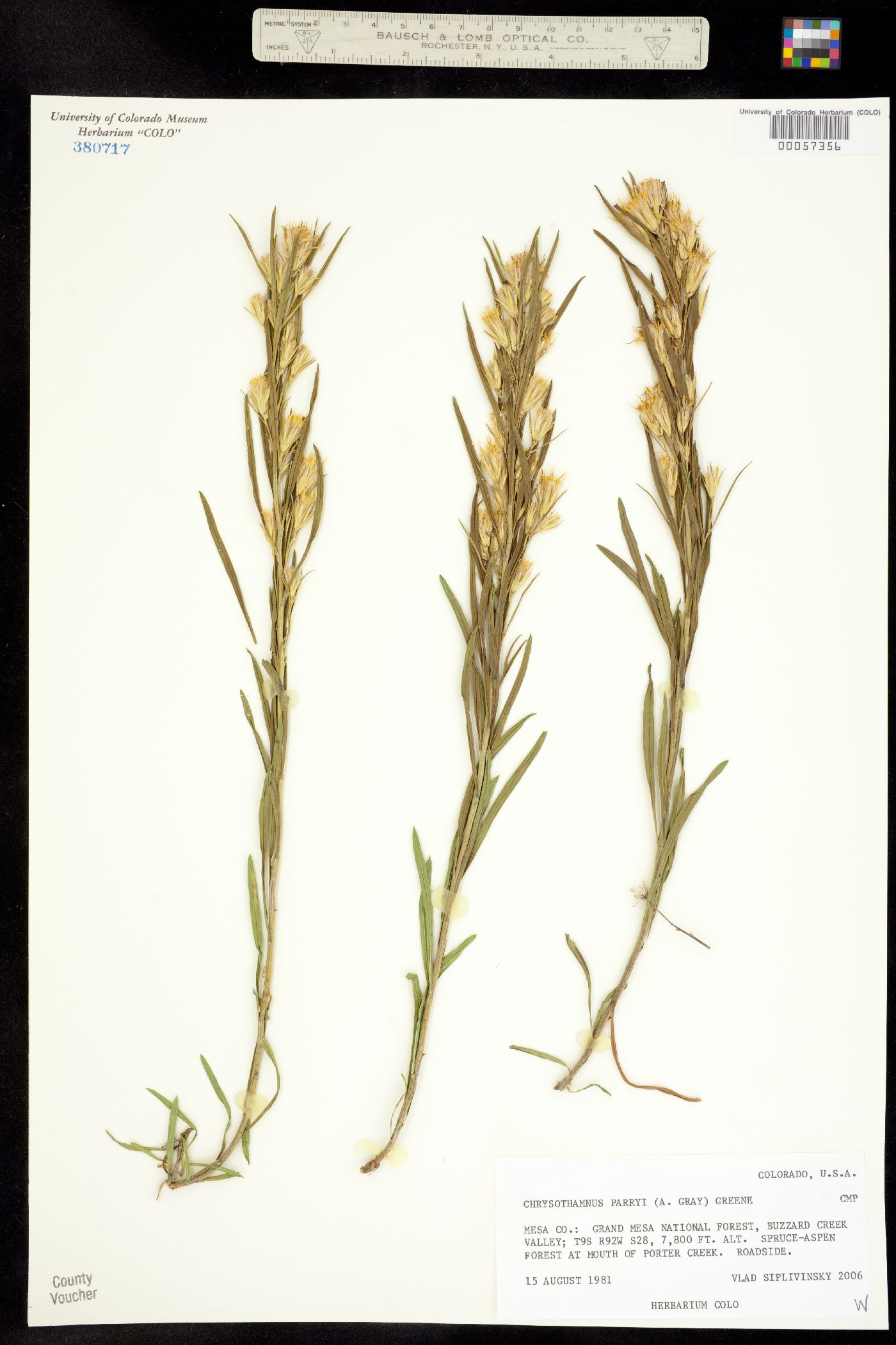 Chrysothamnus image