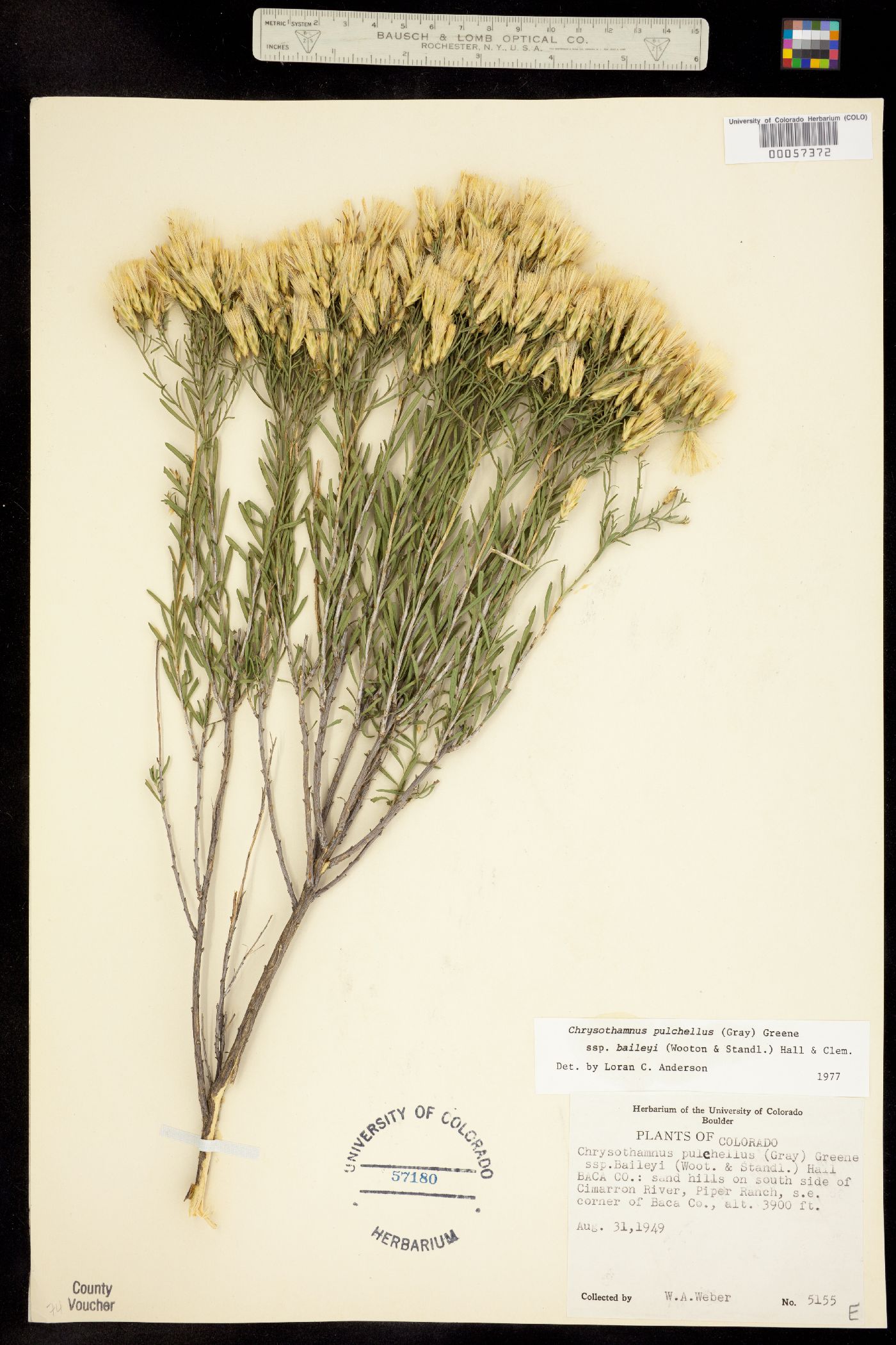 Chrysothamnus pulchellus ssp. baileyi image