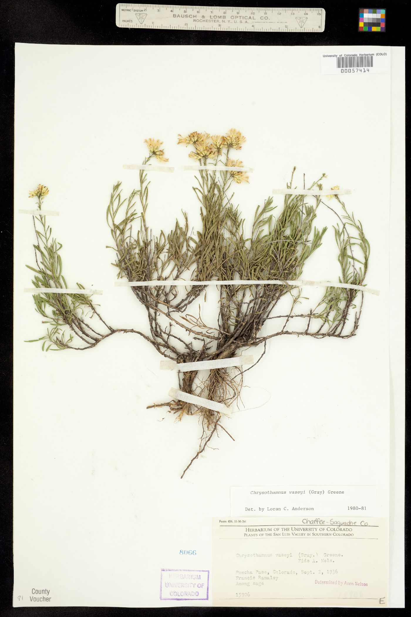 Chrysothamnus vaseyi image
