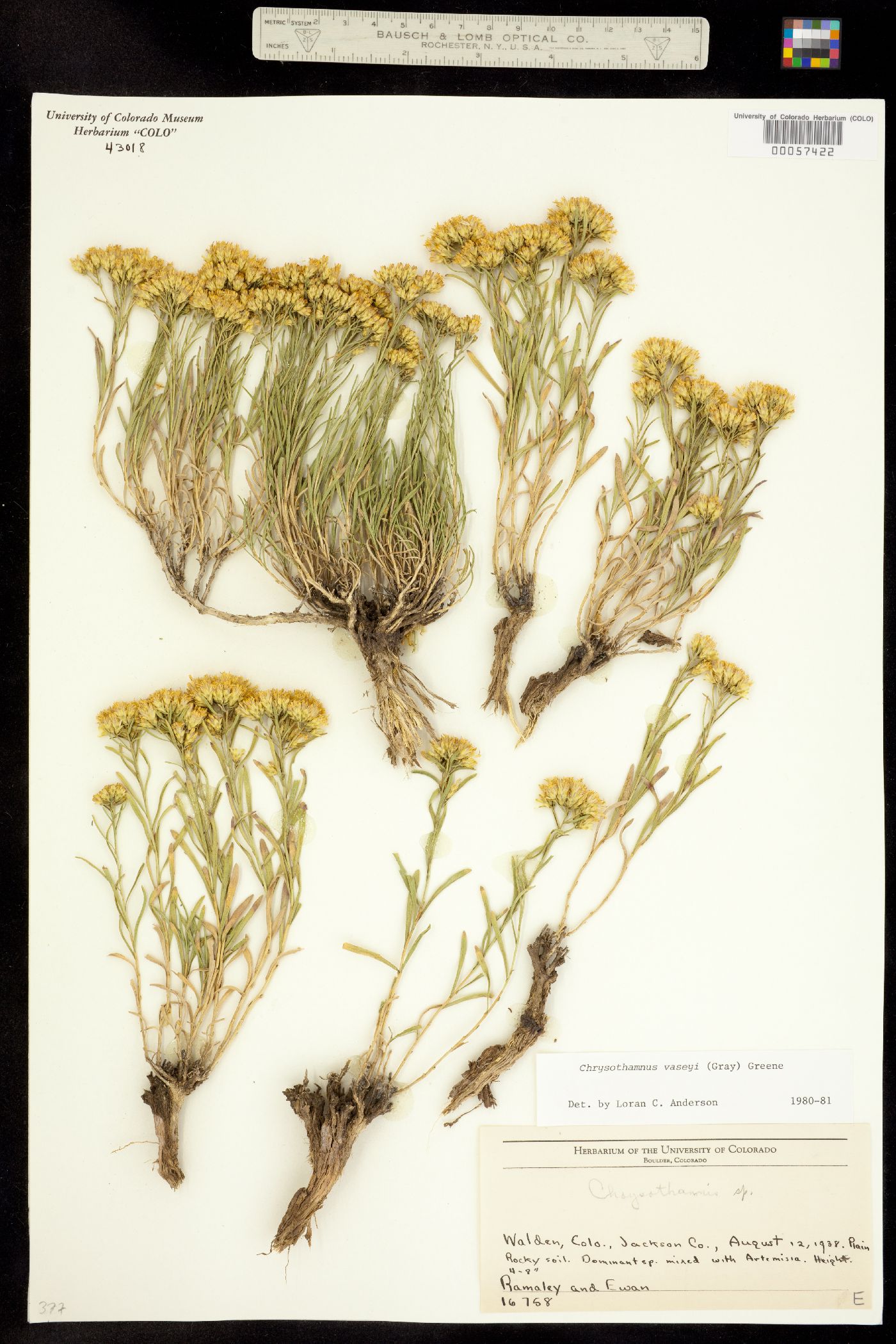 Chrysothamnus vaseyi image