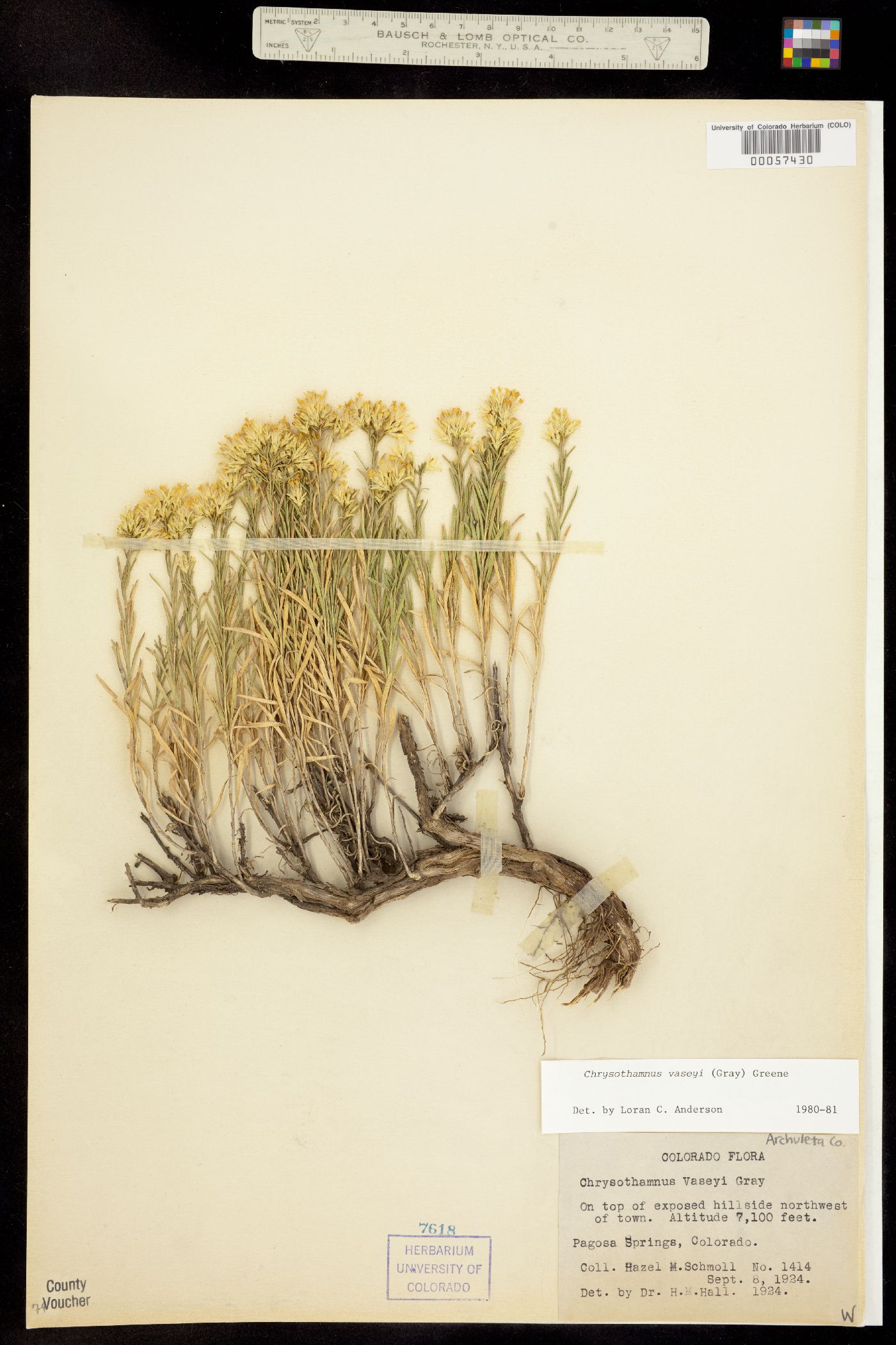 Chrysothamnus vaseyi image