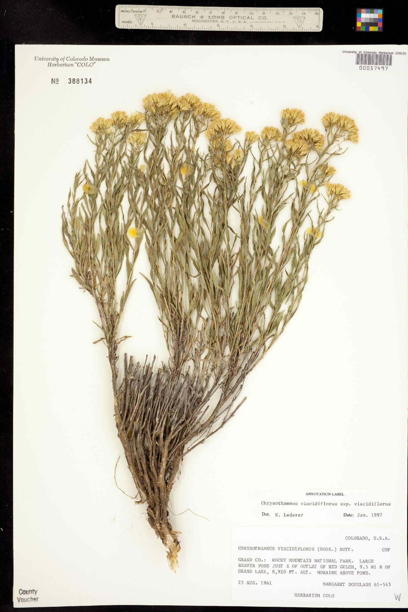 Chrysothamnus viscidiflorus ssp. viscidiflorus image