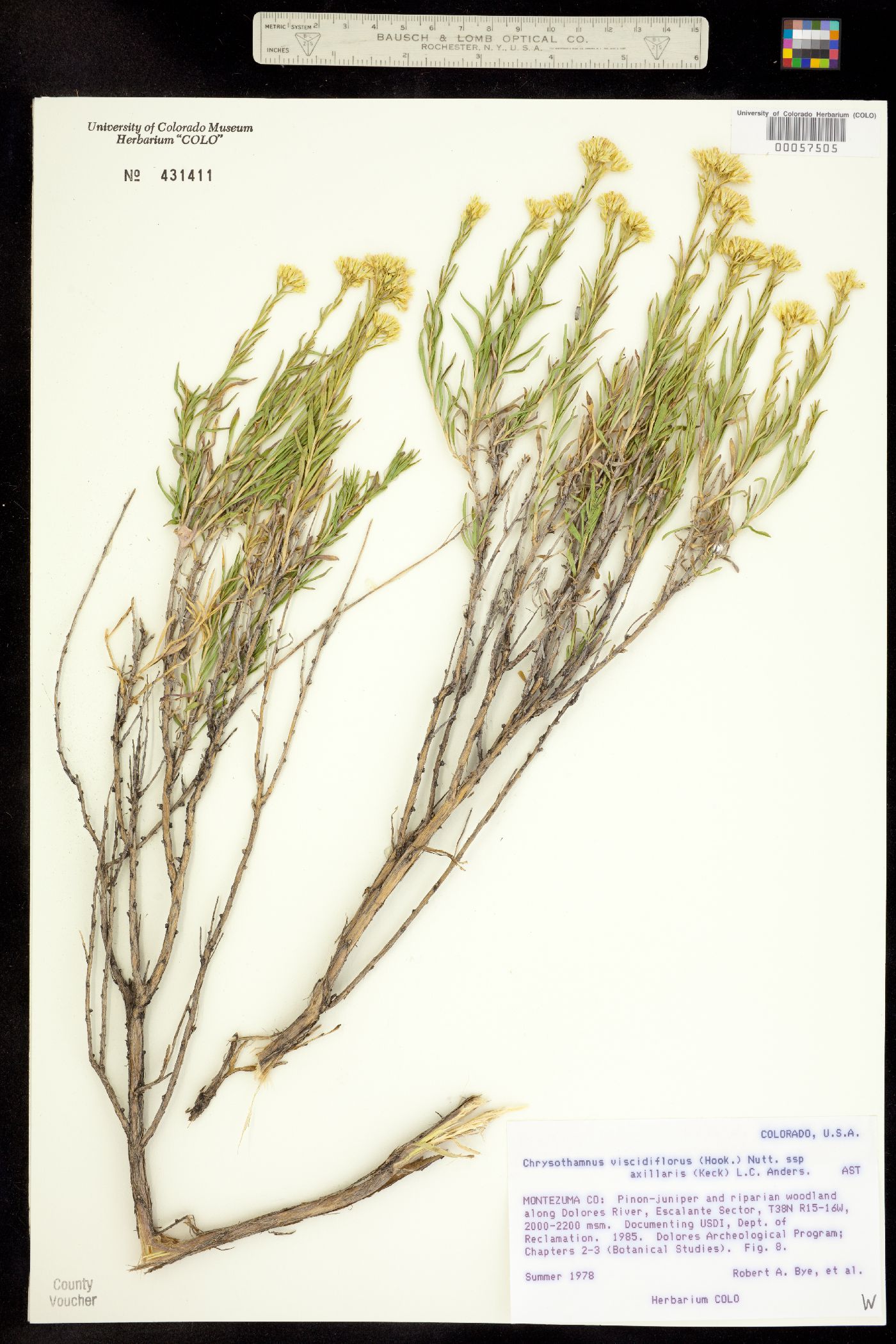 Chrysothamnus viscidiflorus ssp. axillaris image