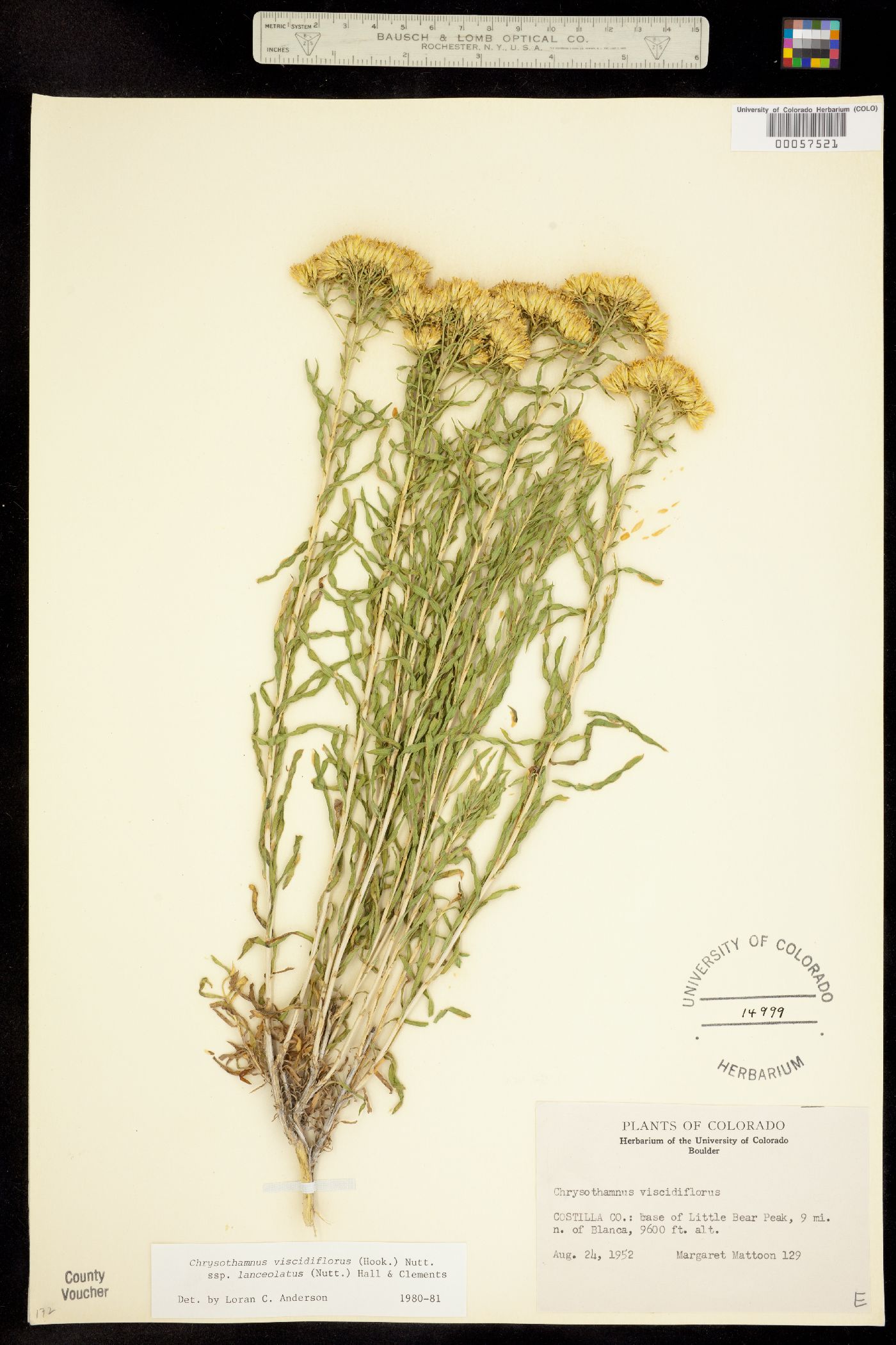 Chrysothamnus viscidiflorus ssp. lanceolatus image