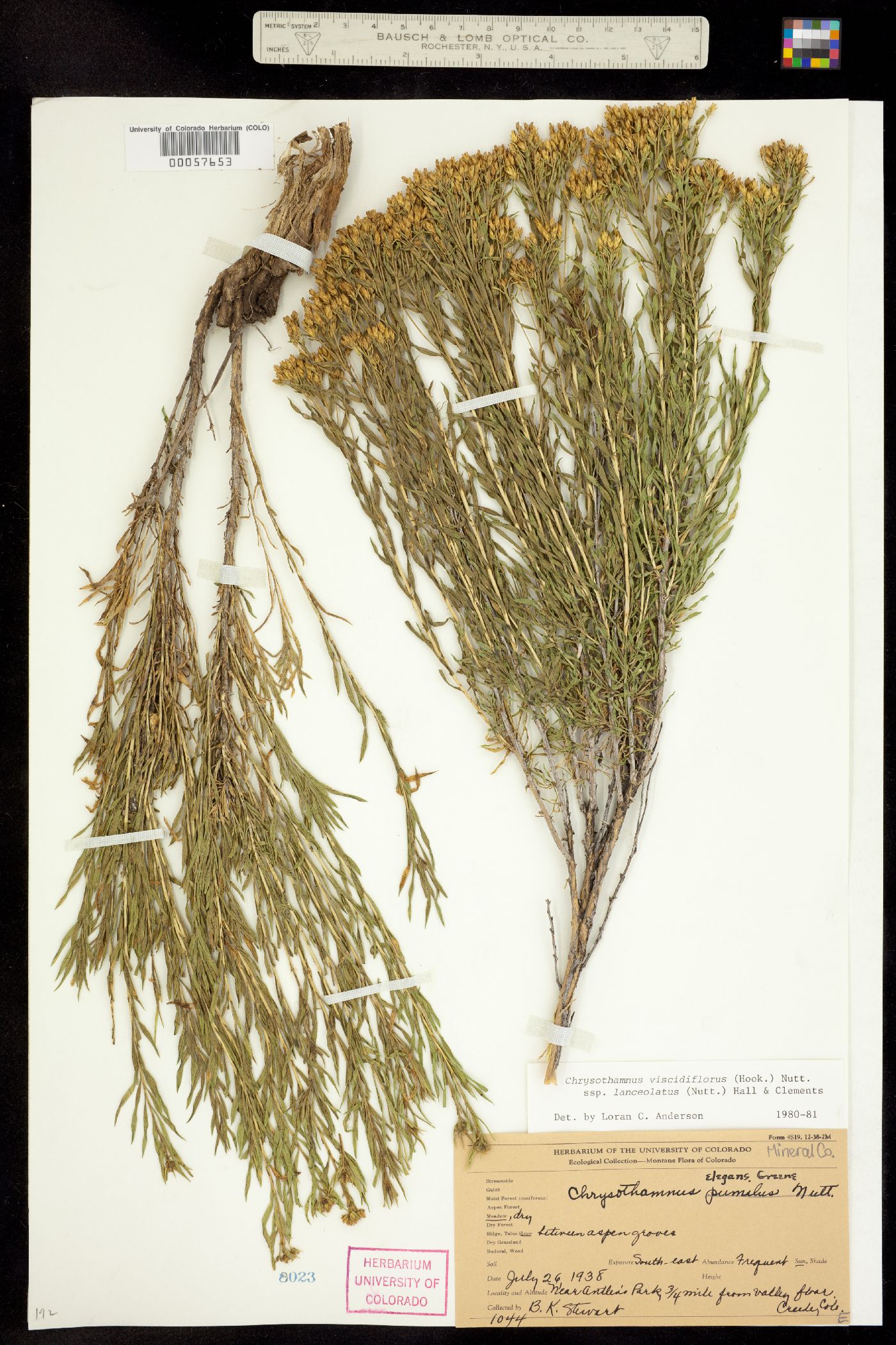 Chrysothamnus viscidiflorus ssp. lanceolatus image