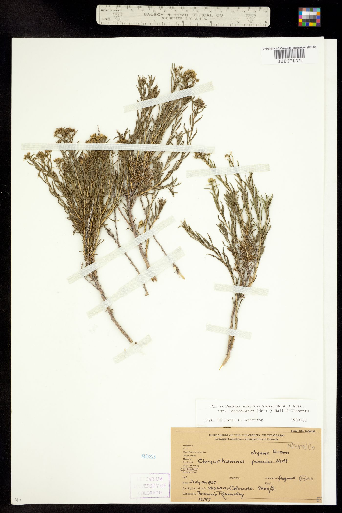Chrysothamnus viscidiflorus ssp. lanceolatus image