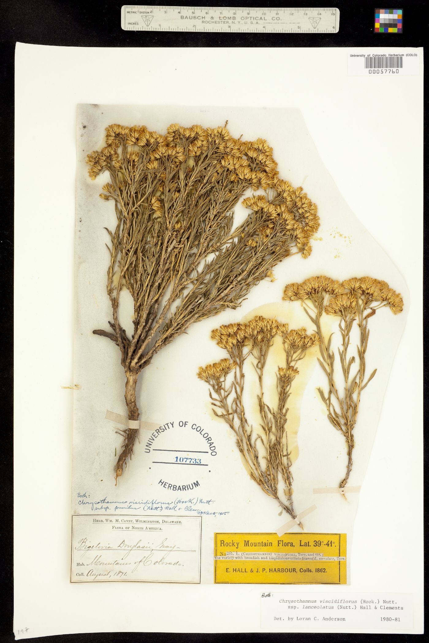 Chrysothamnus viscidiflorus ssp. lanceolatus image