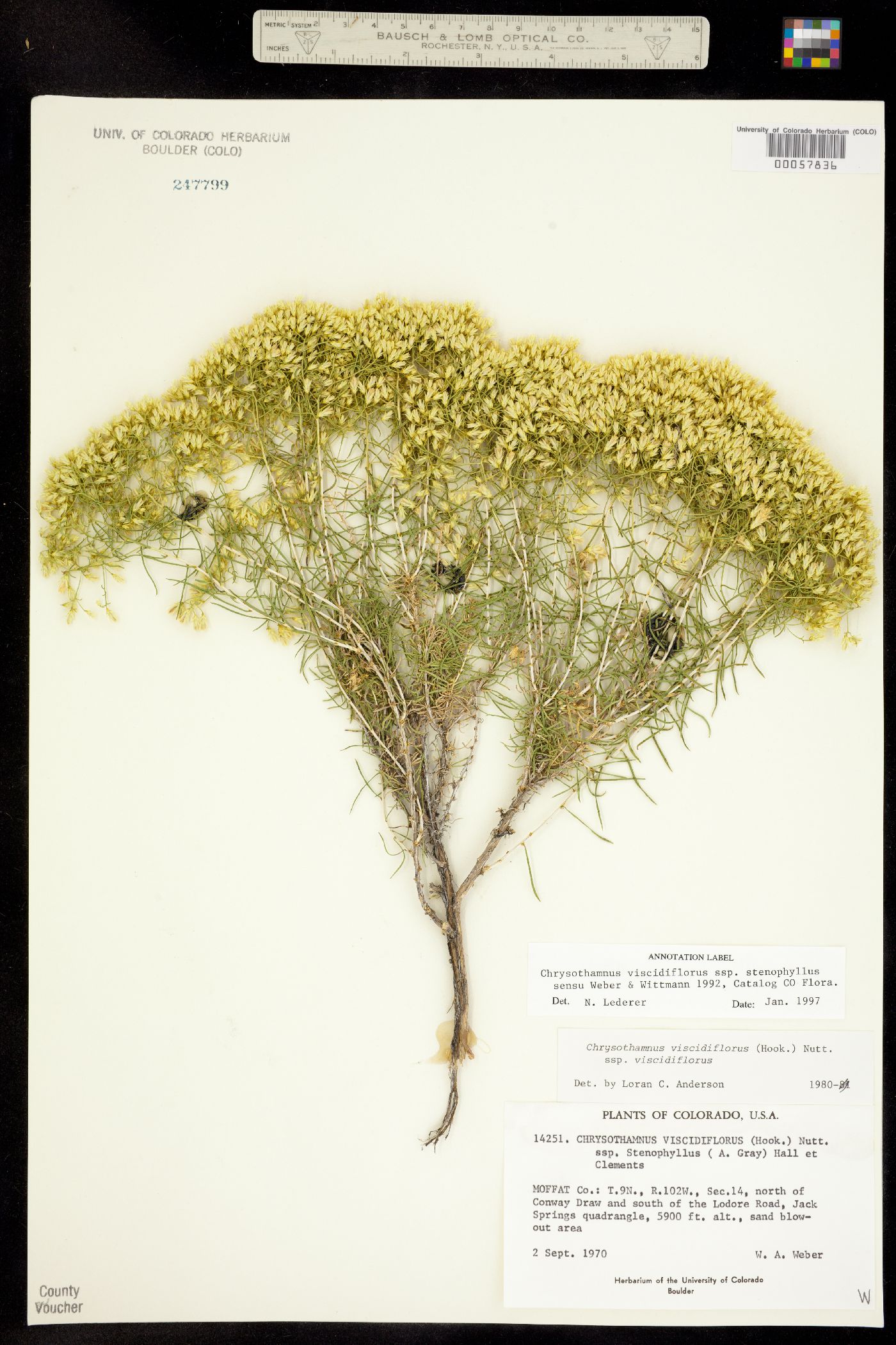 Chrysothamnus viscidiflorus ssp. viscidiflorus image