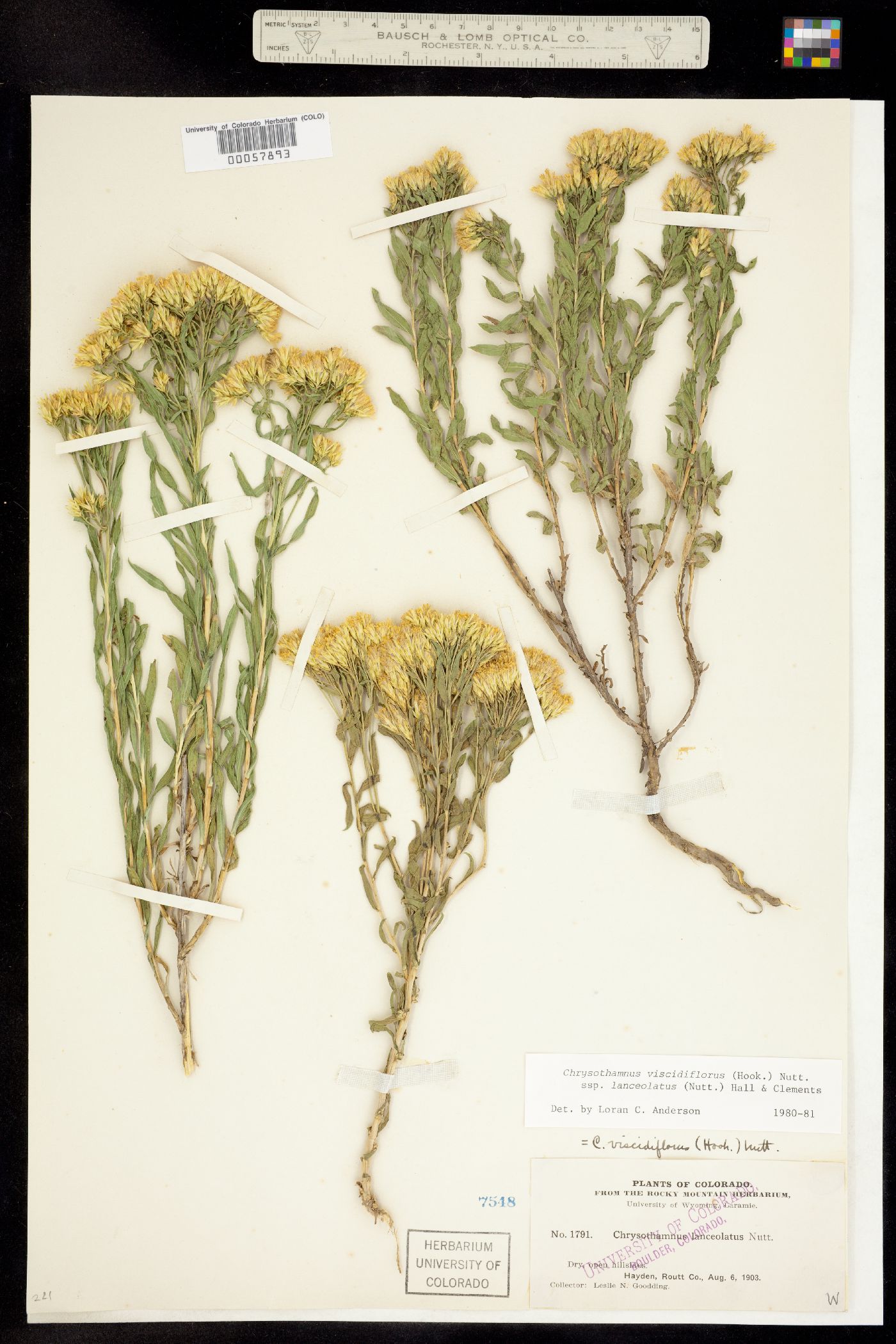 Chrysothamnus viscidiflorus ssp. lanceolatus image