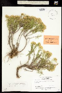 Chrysothamnus viscidiflorus subsp. lanceolatus image
