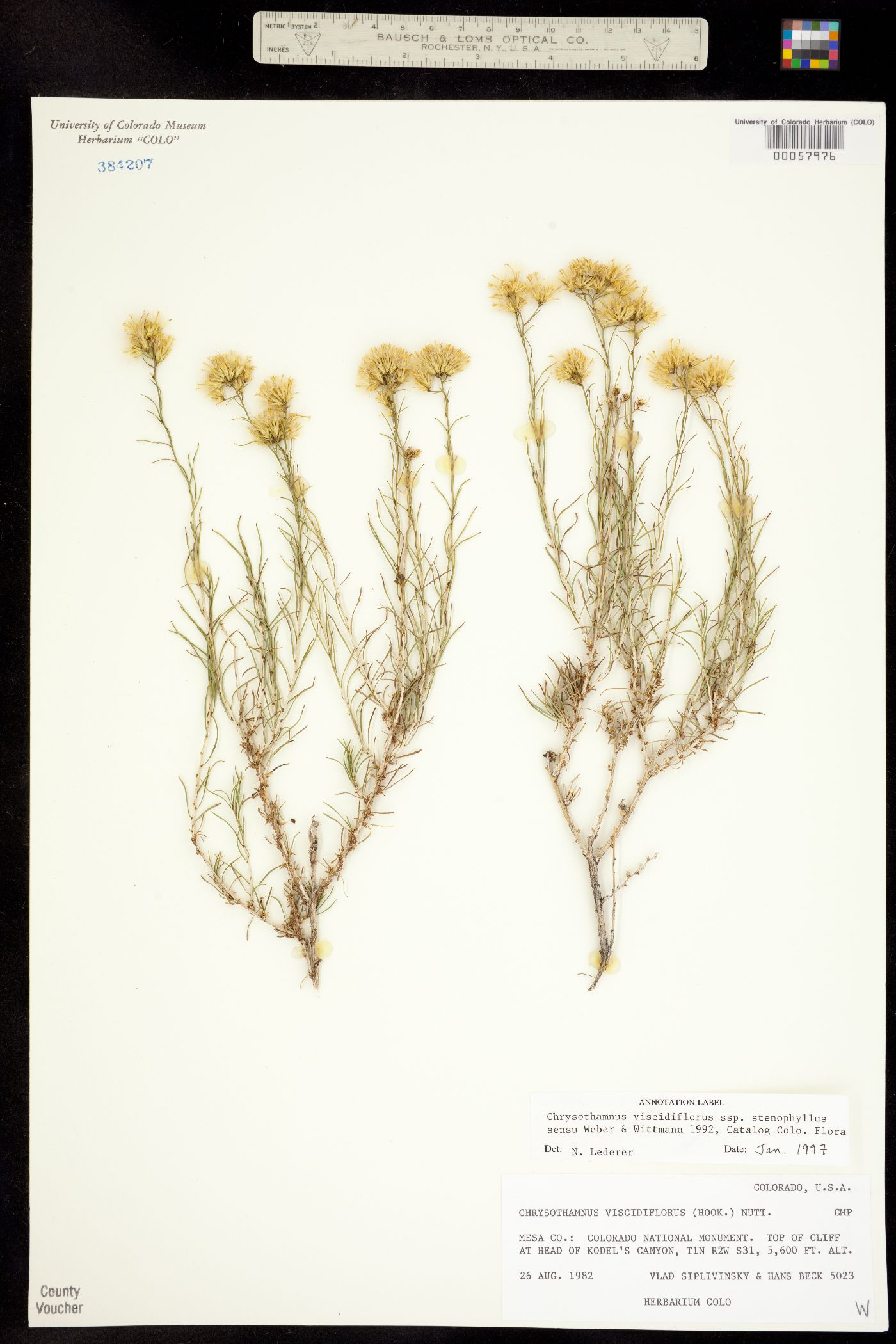 Chrysothamnus viscidiflorus ssp. viscidiflorus image