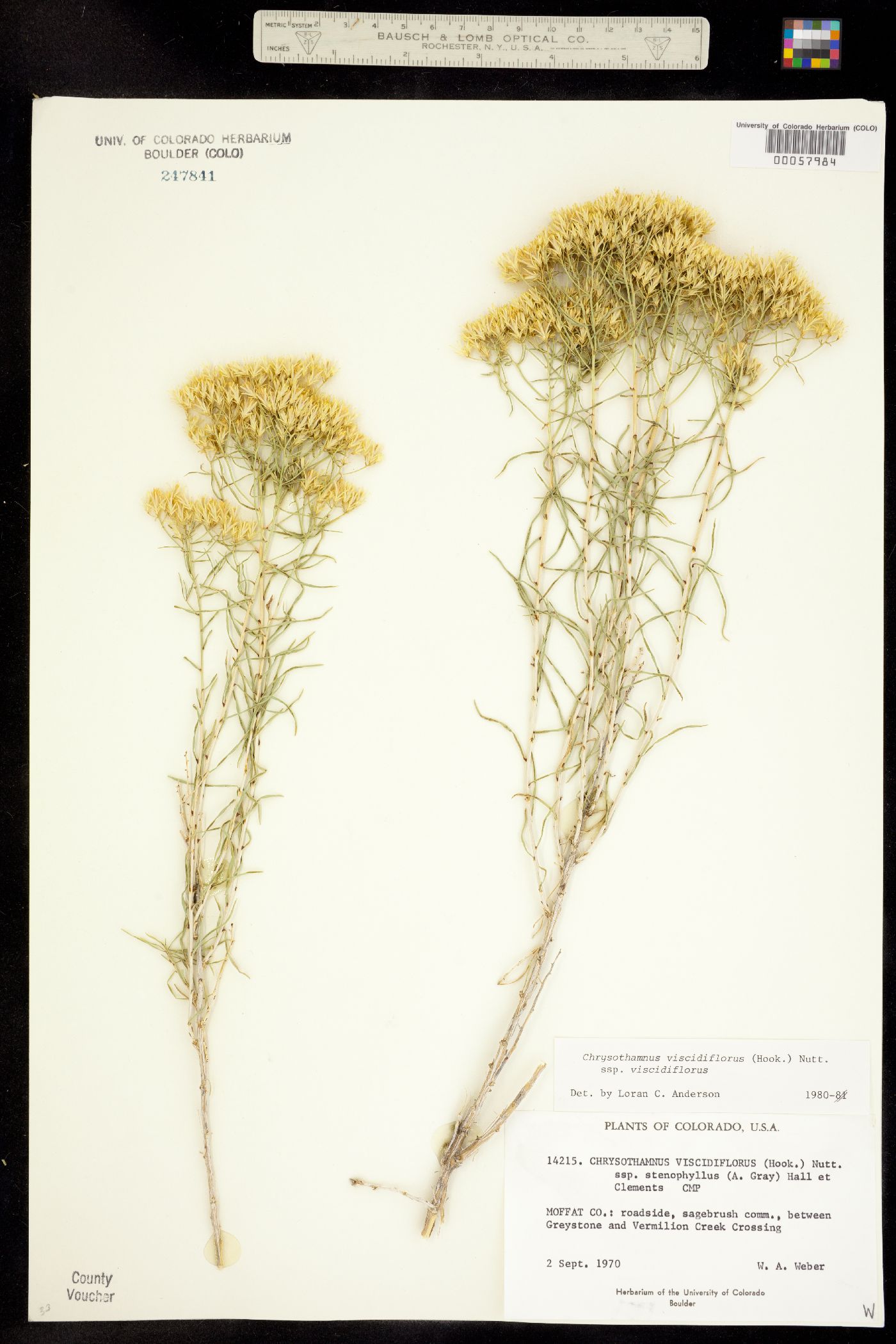 Chrysothamnus viscidiflorus ssp. viscidiflorus image