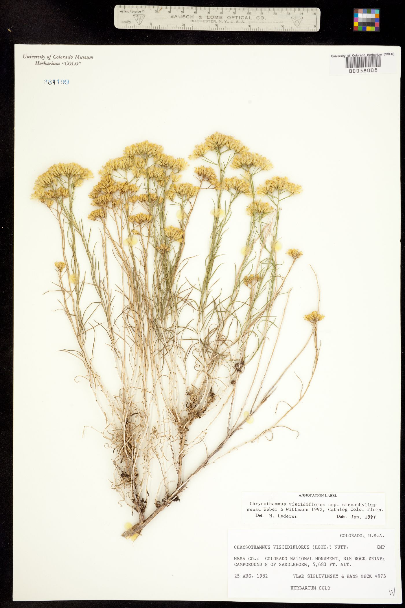 Chrysothamnus viscidiflorus ssp. viscidiflorus image
