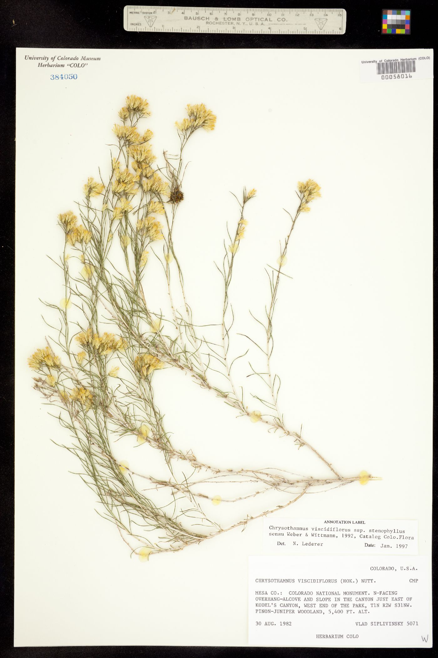 Chrysothamnus viscidiflorus ssp. viscidiflorus image