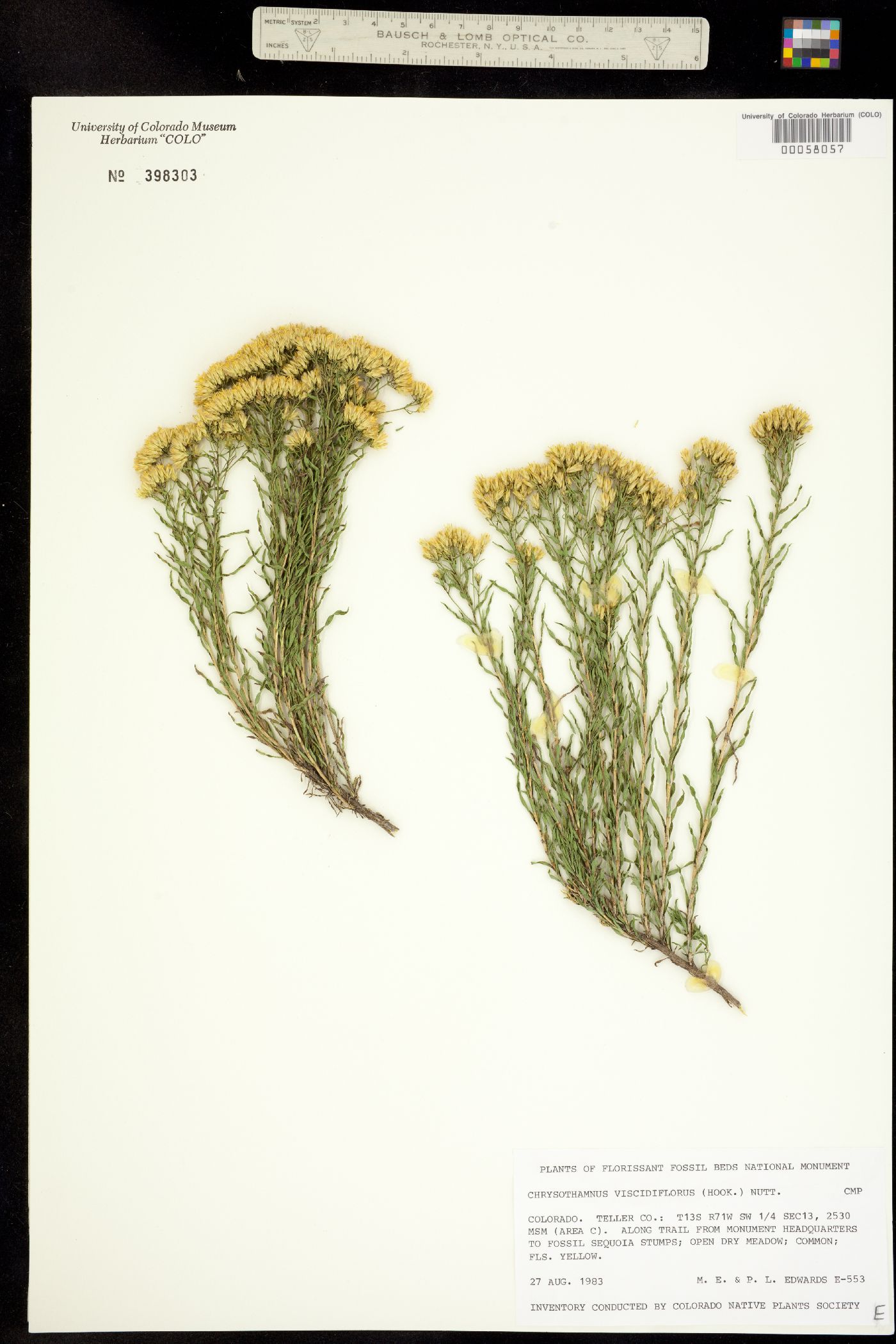 Chrysothamnus viscidiflorus image