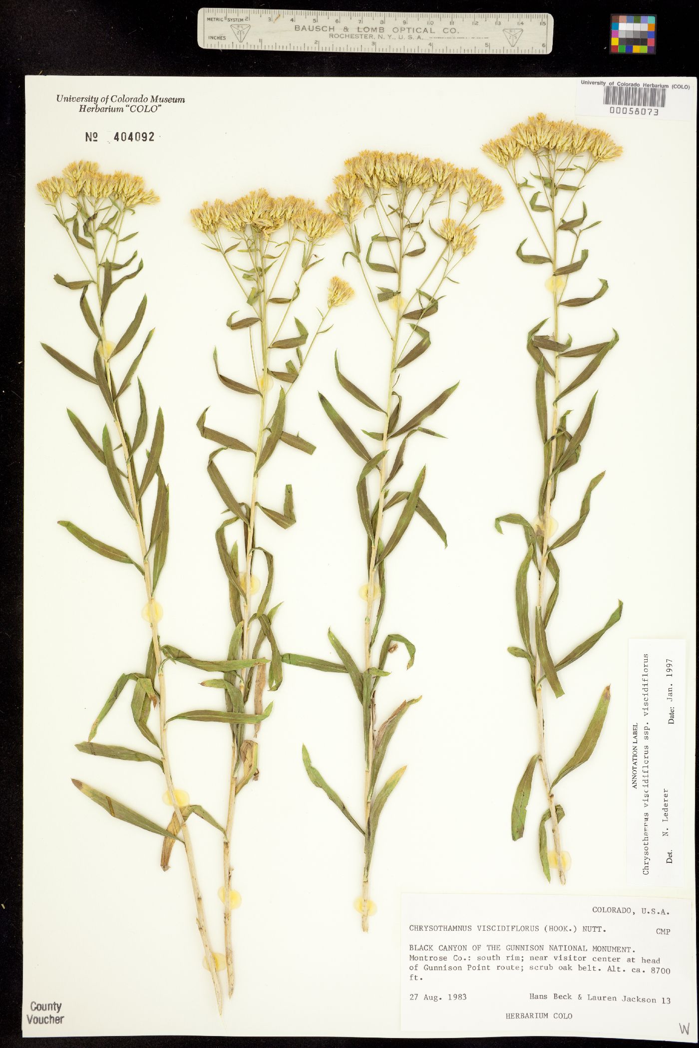 Chrysothamnus viscidiflorus ssp. viscidiflorus image