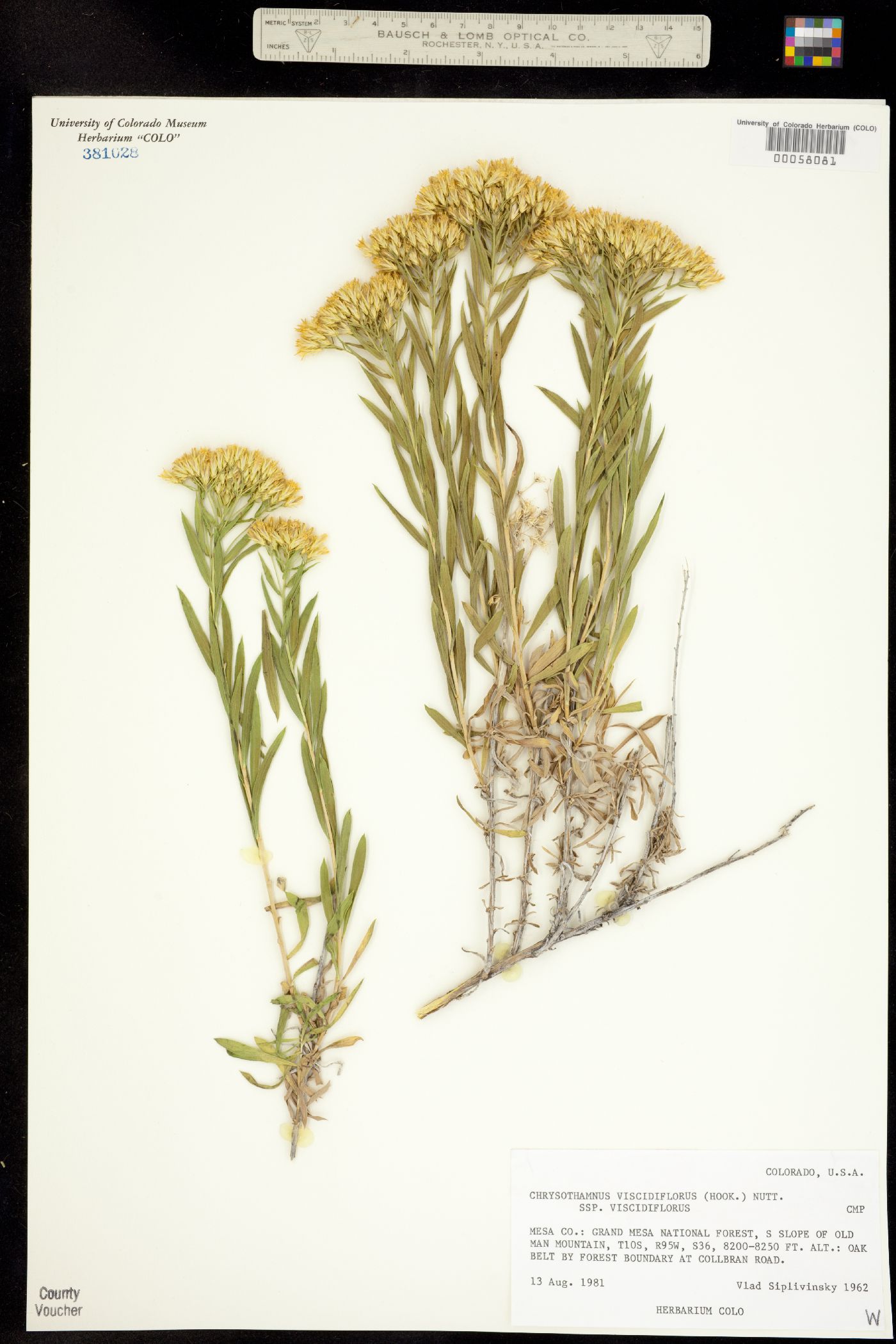 Chrysothamnus viscidiflorus ssp. viscidiflorus image
