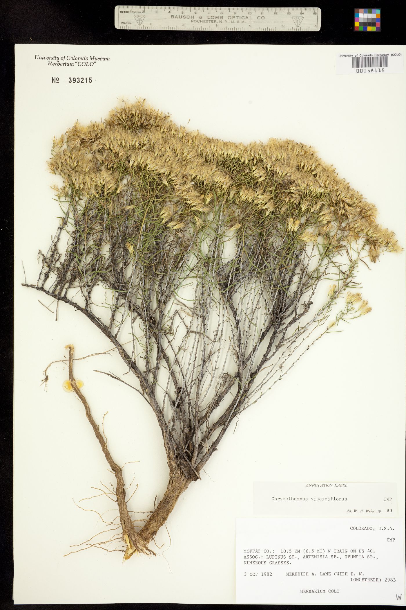 Chrysothamnus viscidiflorus image
