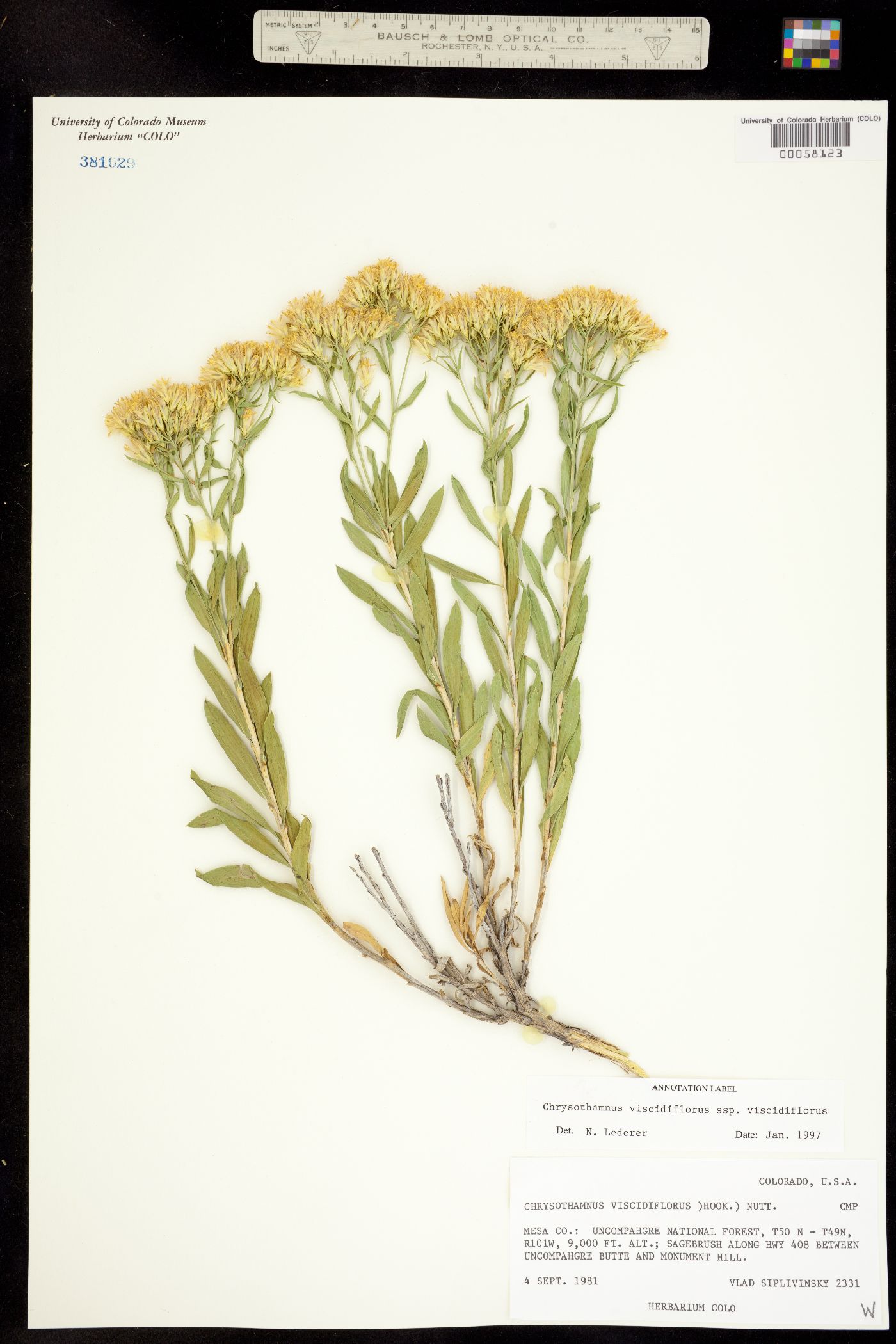 Chrysothamnus viscidiflorus ssp. viscidiflorus image