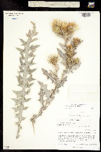 Cirsium barnebyi image