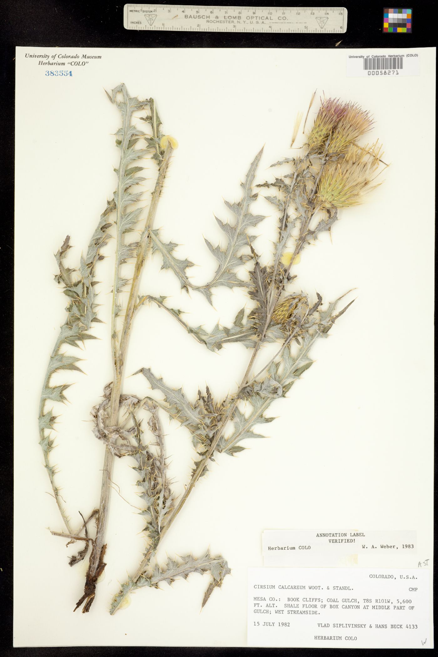 Cirsium calcareum image