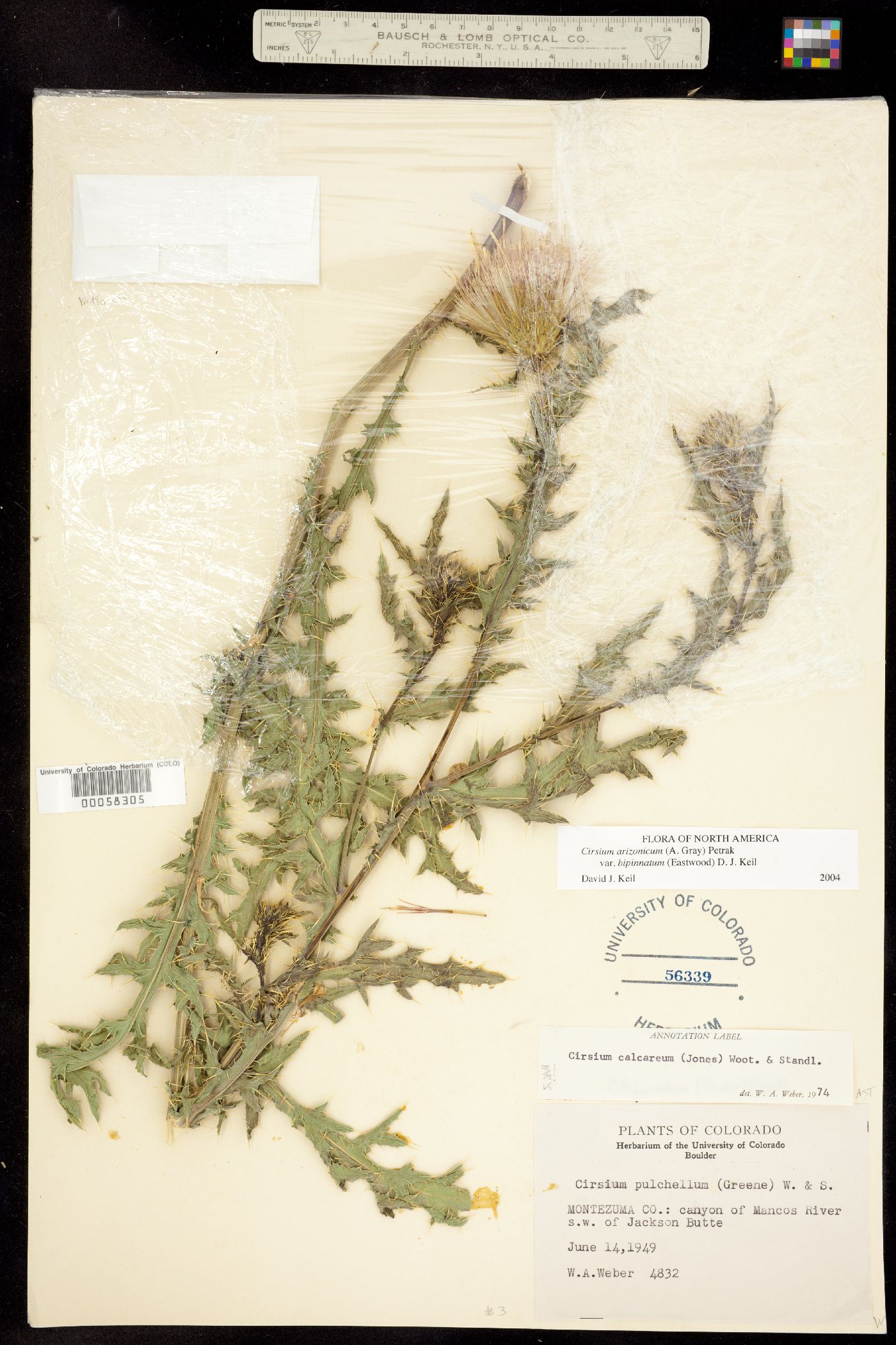 Cirsium calcareum image