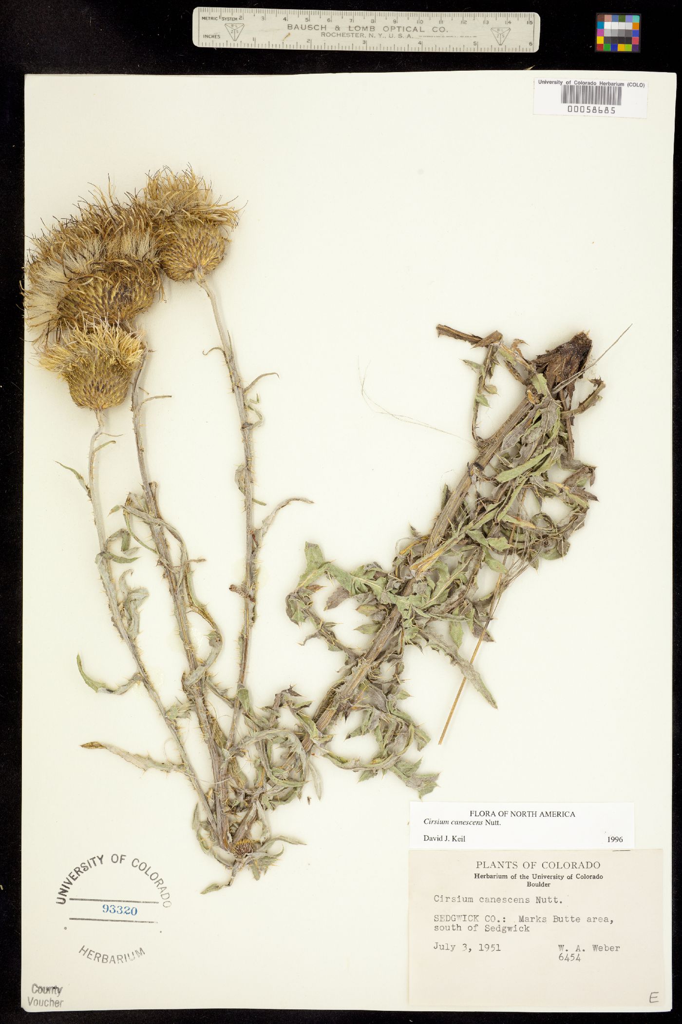 Cirsium canescens image