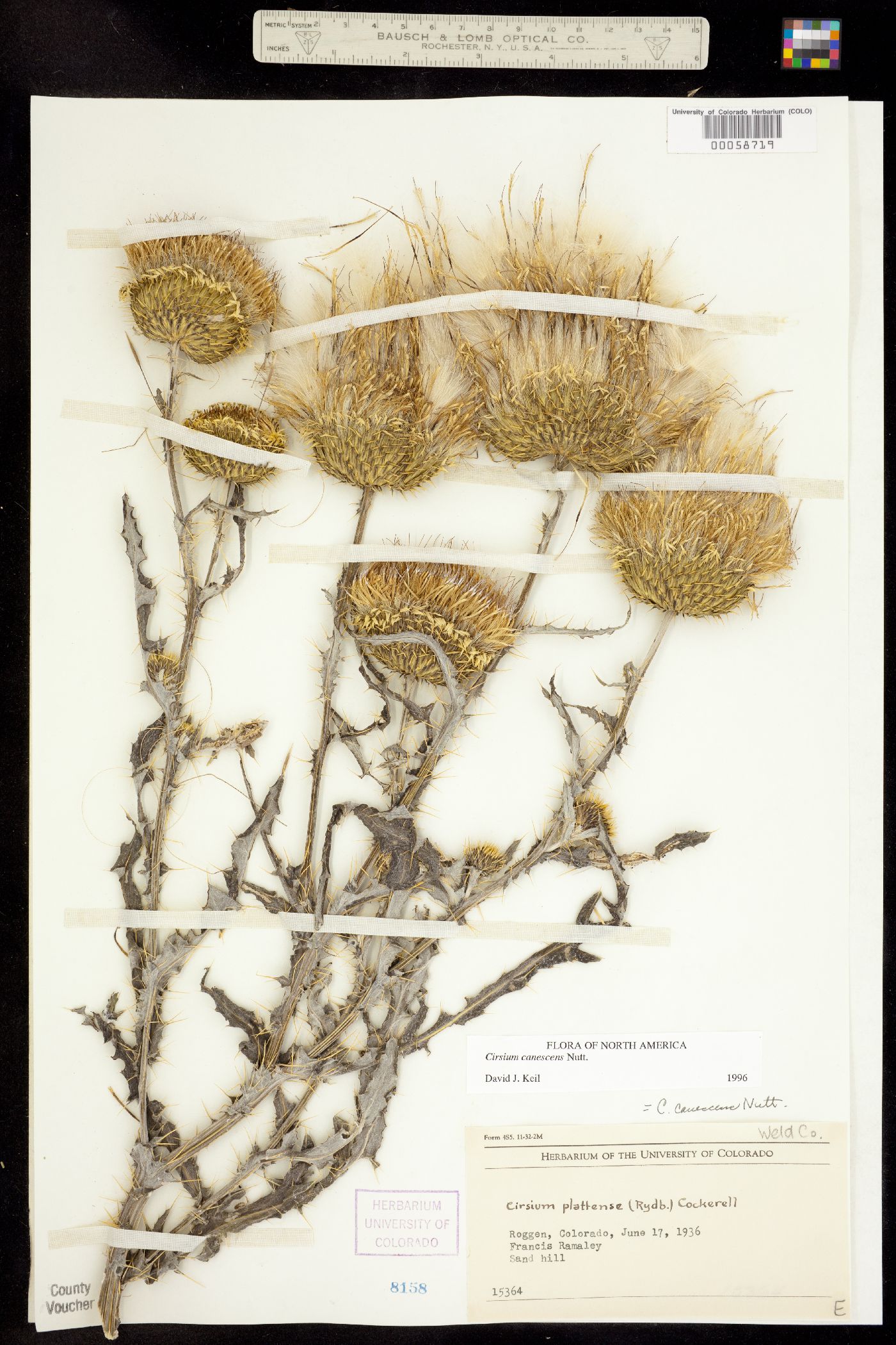 Cirsium canescens image