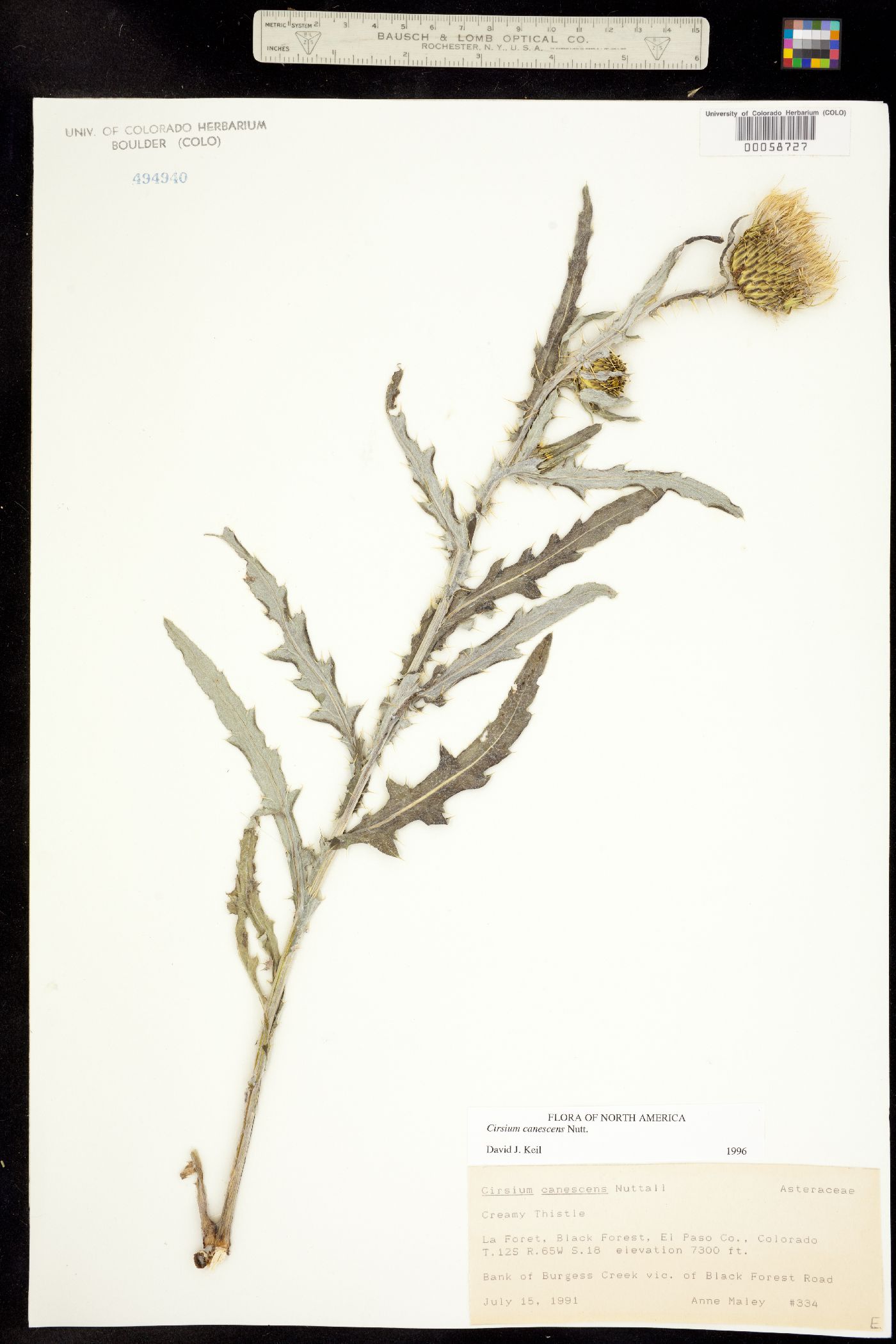 Cirsium canescens image