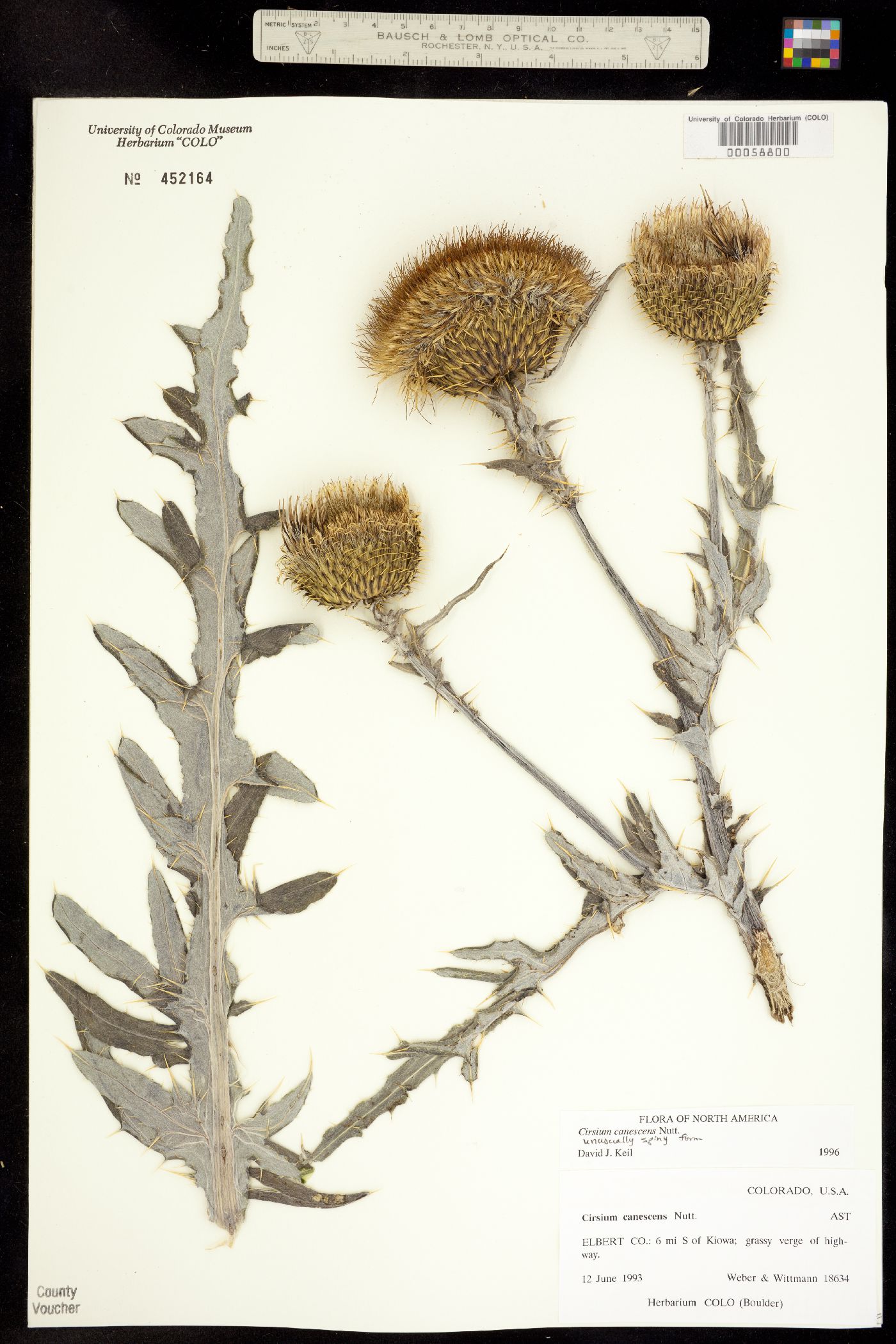 Cirsium canescens image