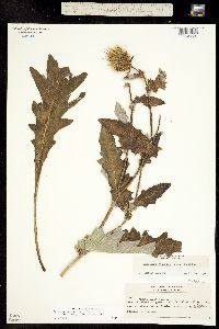 Cirsium centaureae image