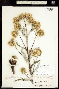 Image of Cirsium centaureae